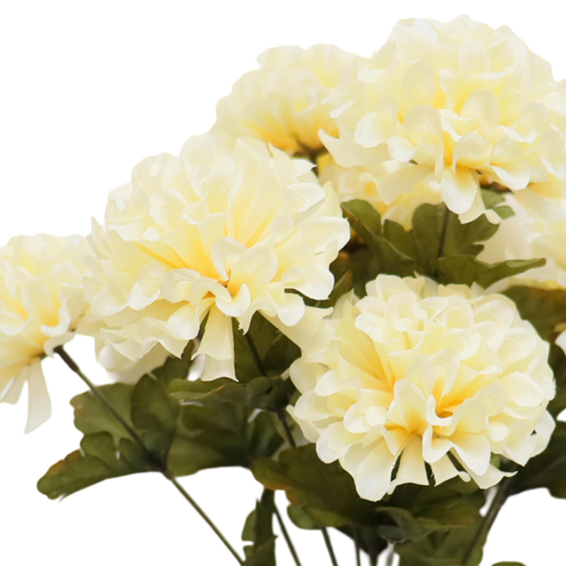 Marigold Bush x 10