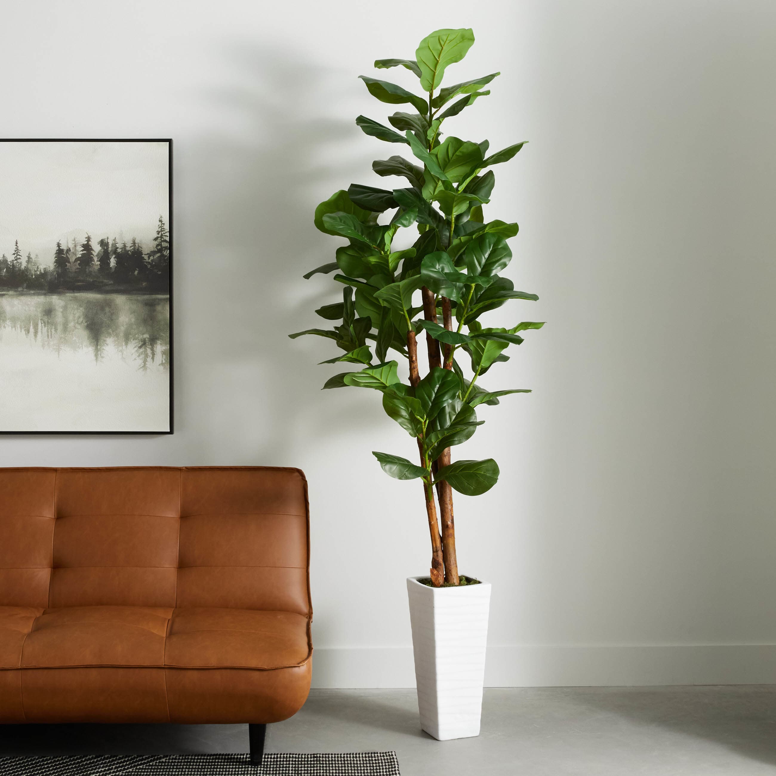 Fig Tree in White Square Pot, 7'