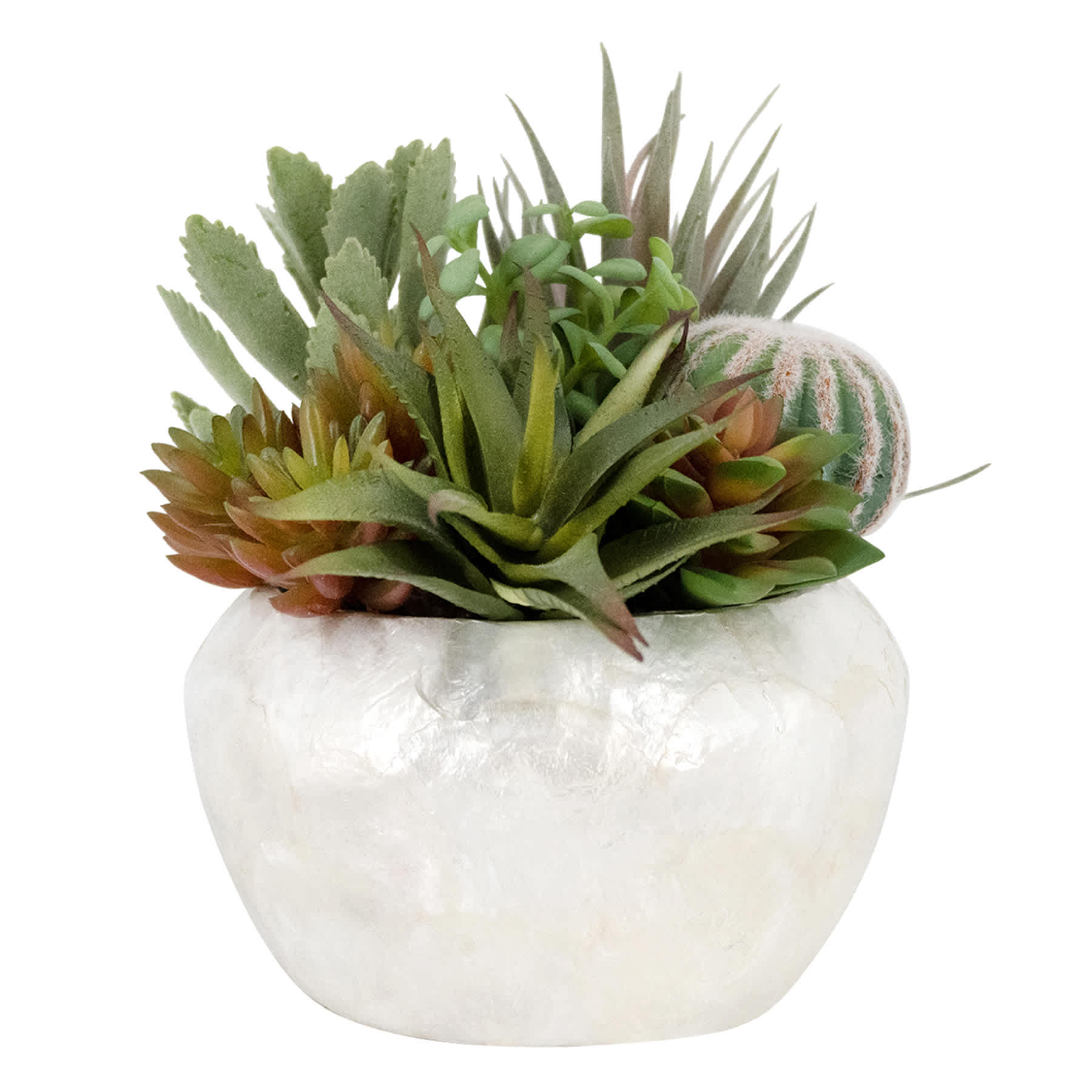 Succulent in Pearlescent Pot, 9"