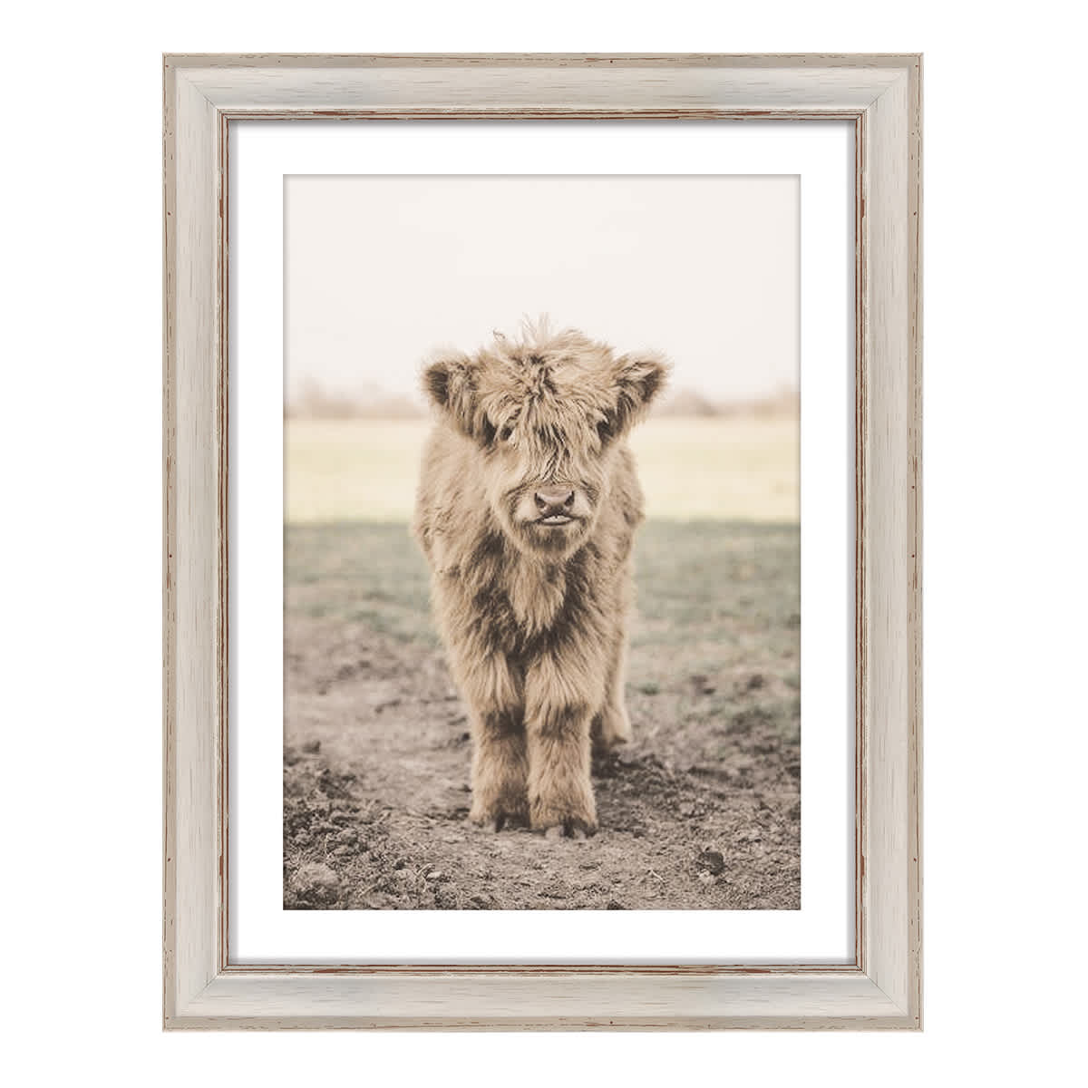 Highland Calf Framed Wall Art, 14x18