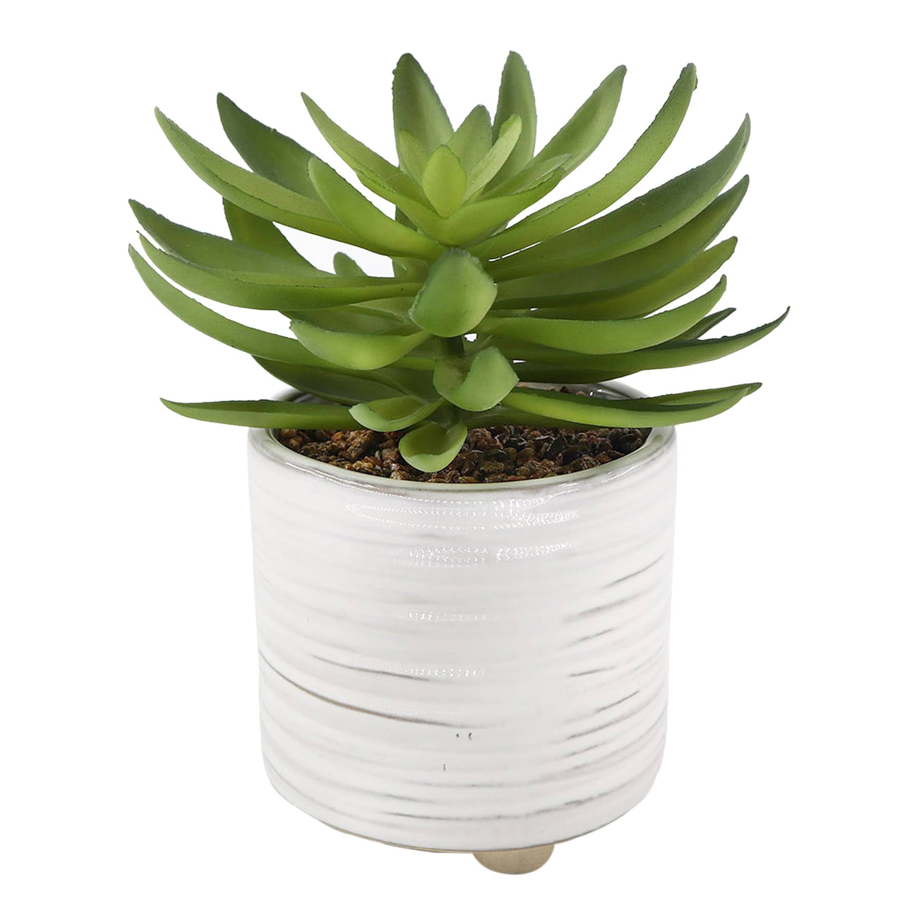 Succulent in Ceramic Pot, 8"