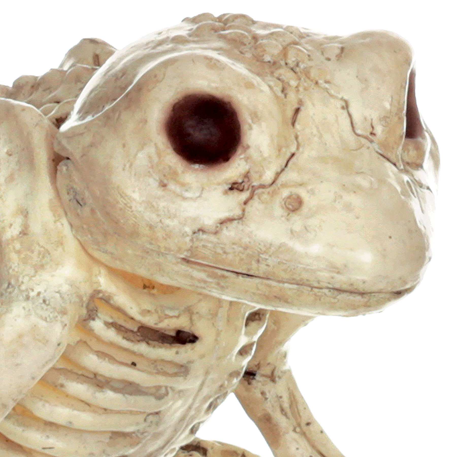 Small Halloween Frog Skeleton, 5"