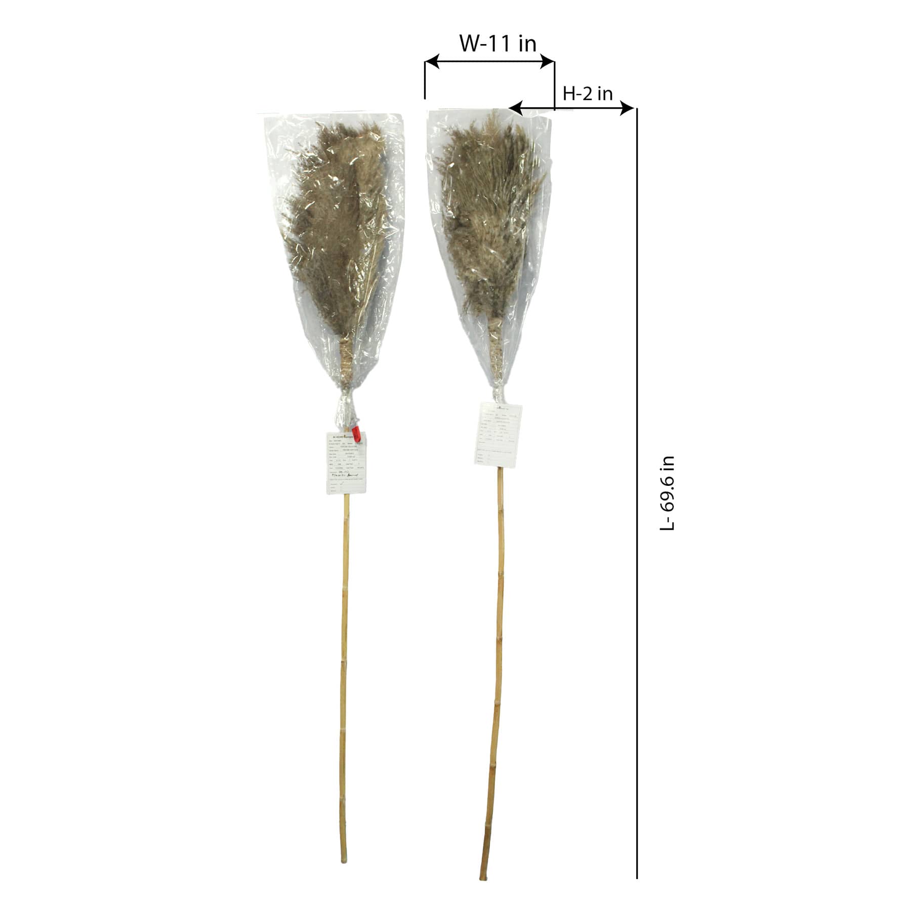 Natural Pampas Grass Stem, 70"