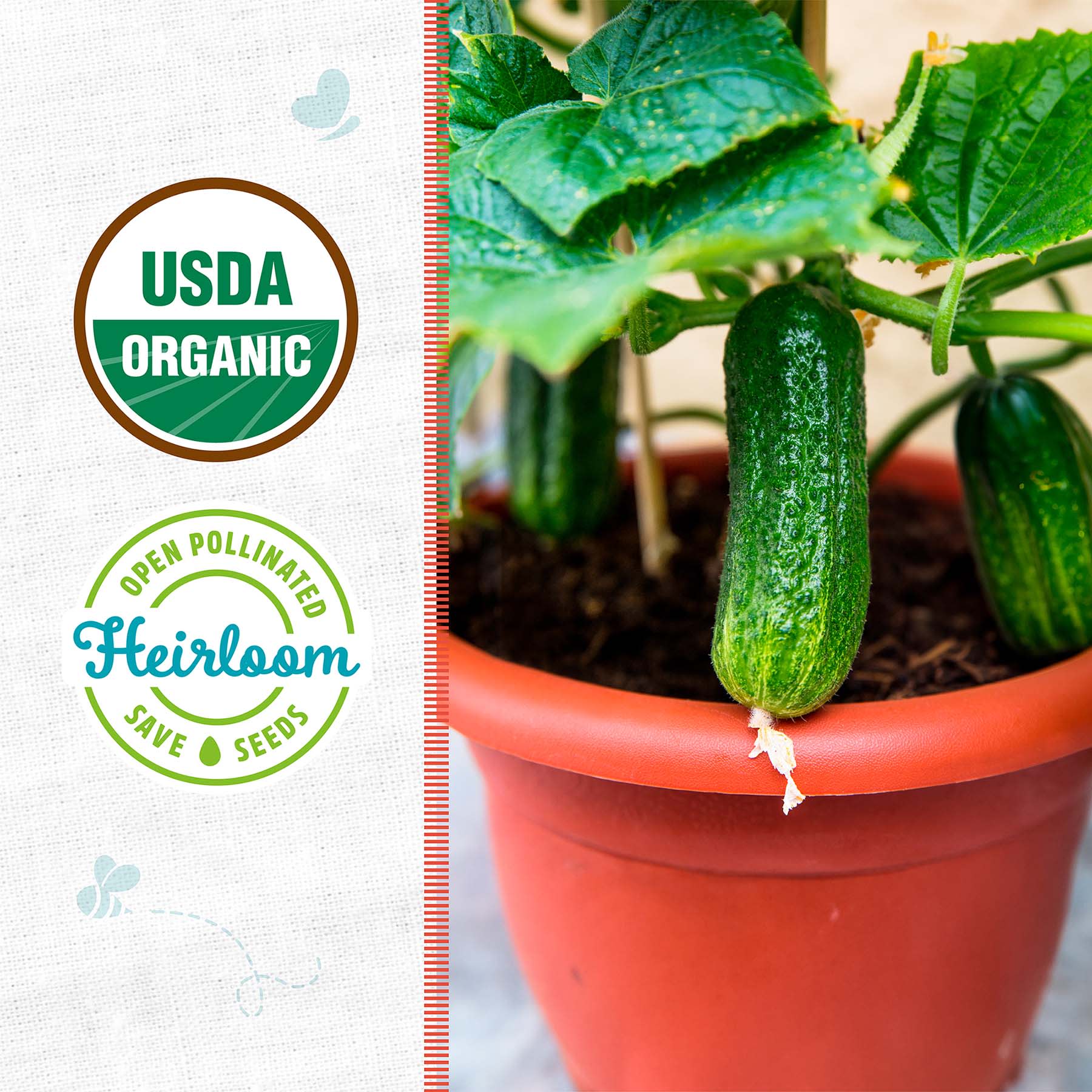 Back to Roots Heirloom Seeds, Cucumber Spacemaster