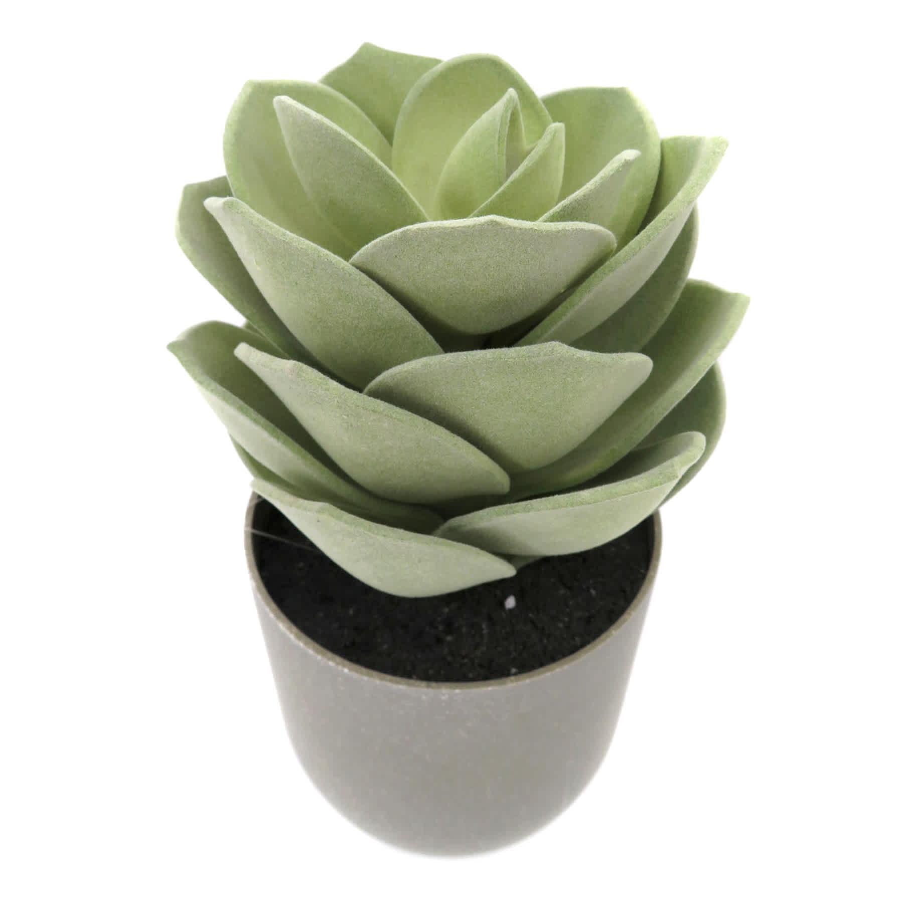 Echeveria Succulent in Grey Planter, 8.5"