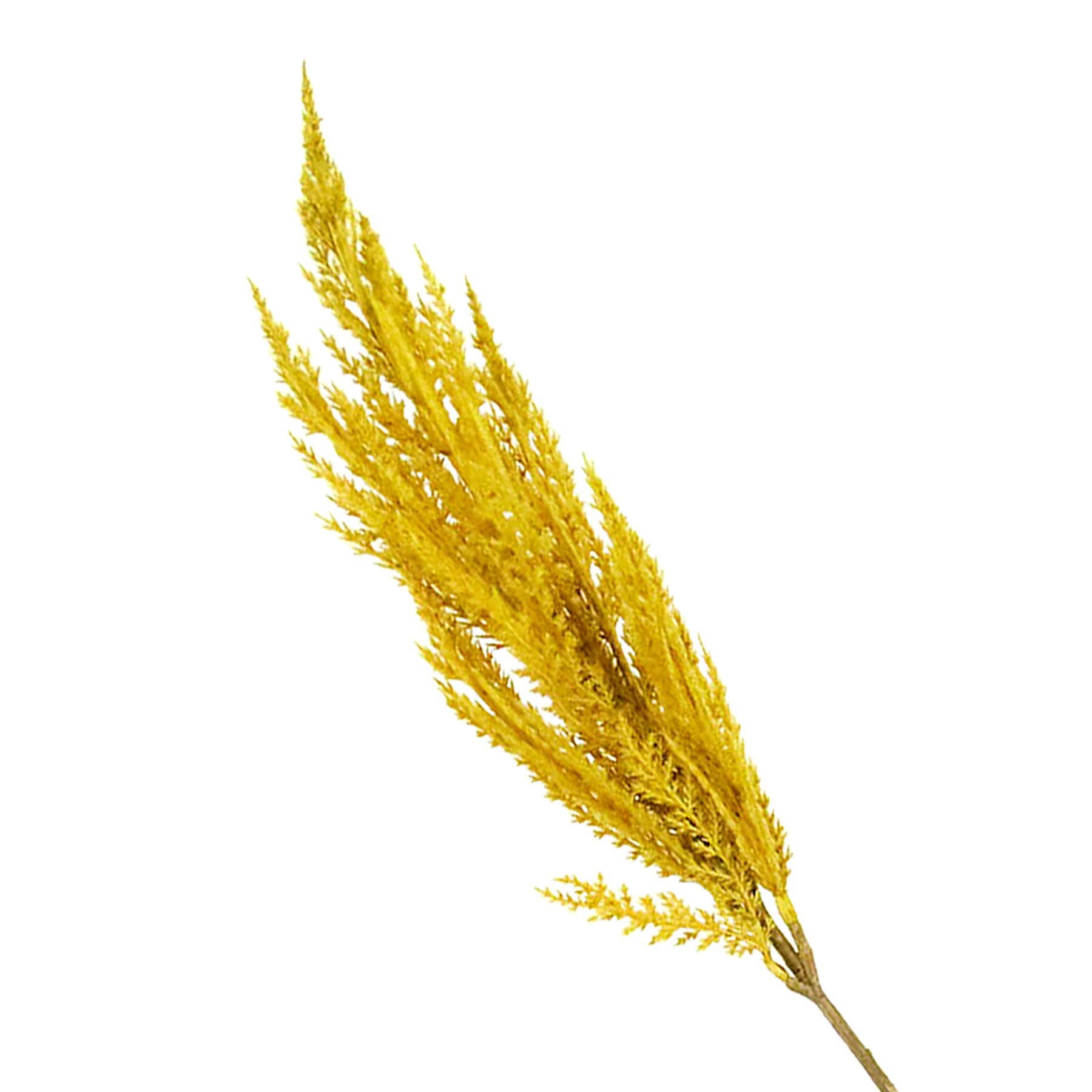 Mustard Yellow Pampas Grass Stem, 32"