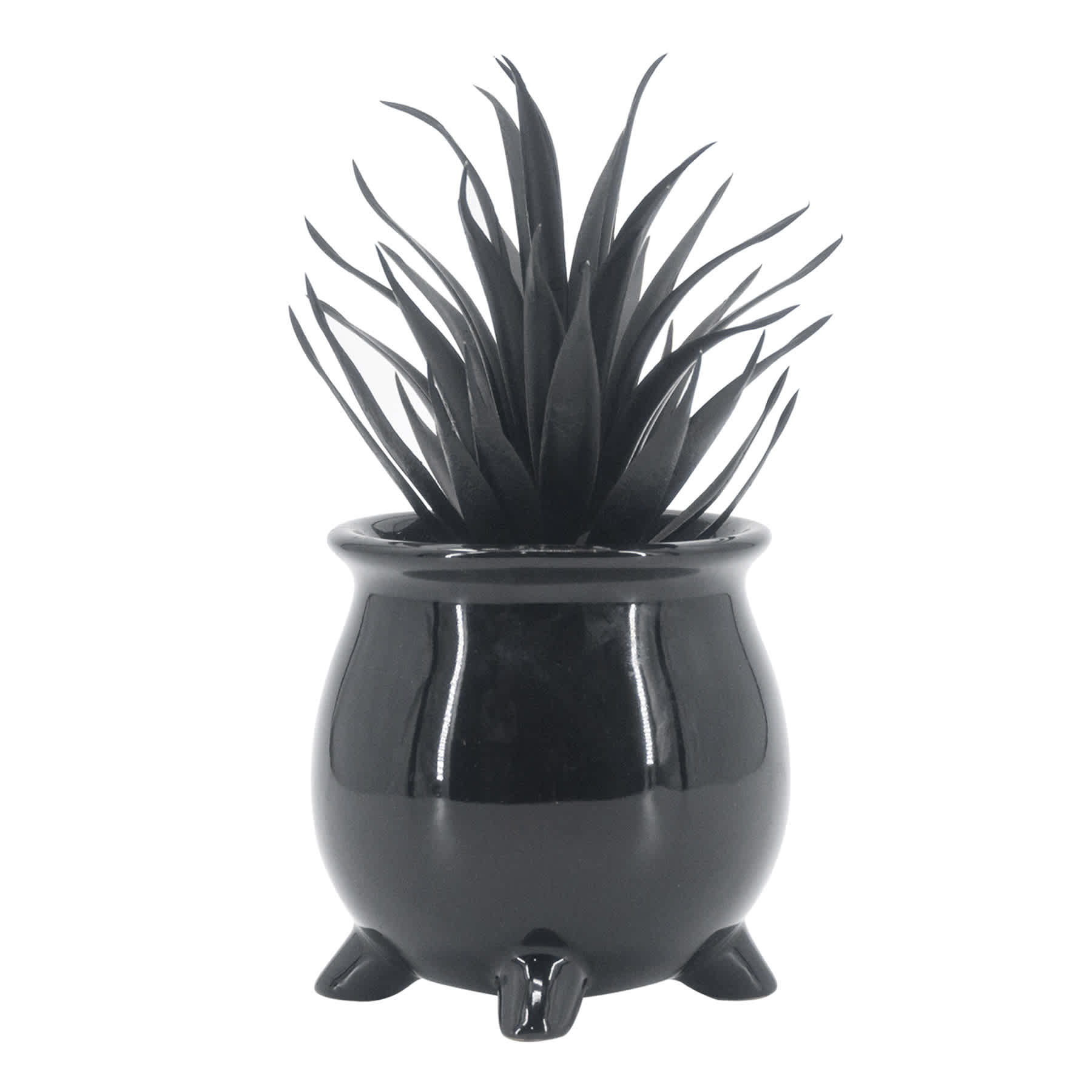 Midnight Shadows Black Succulent Arrangement, 7"