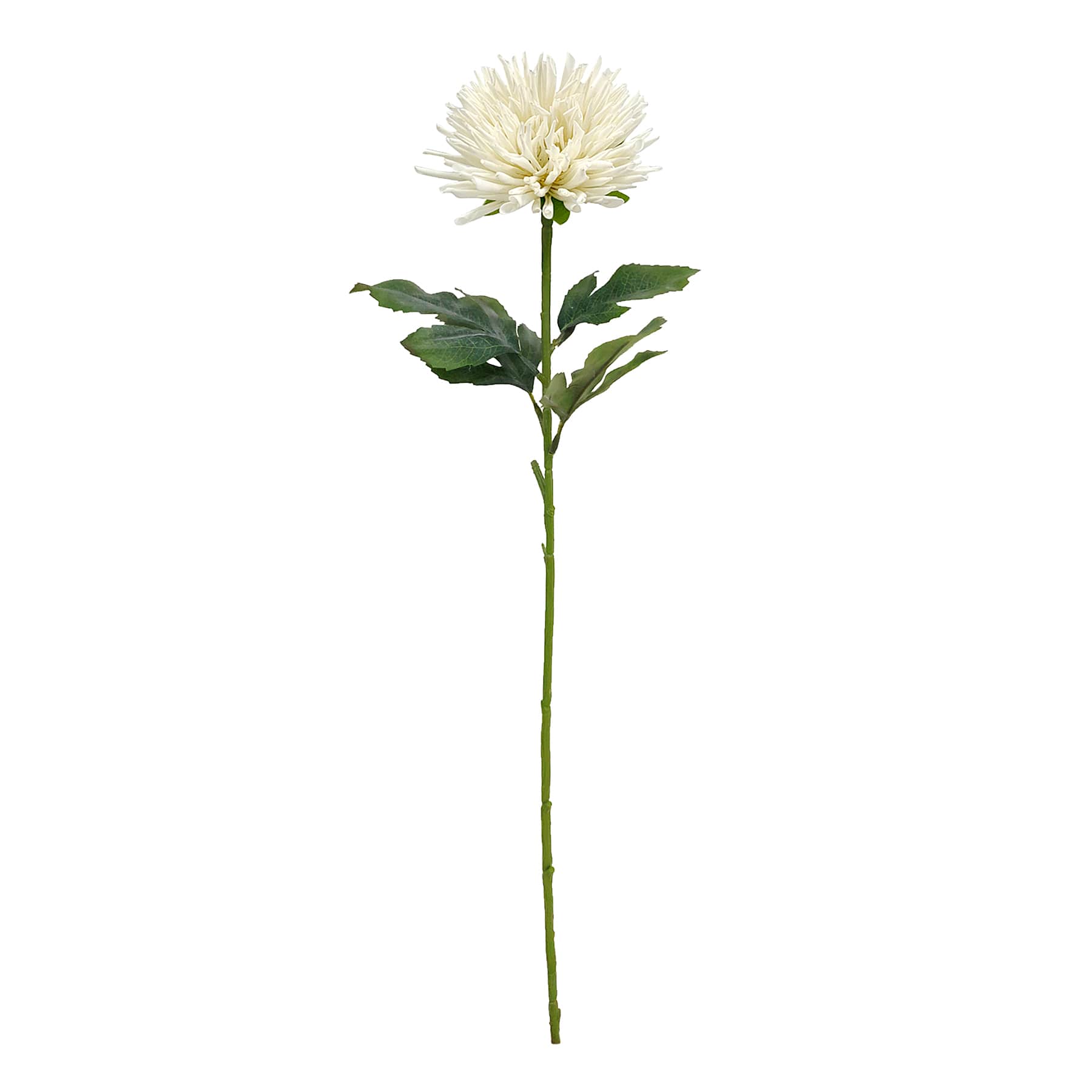 Willow Crossley White Star Floral Stem, 24"