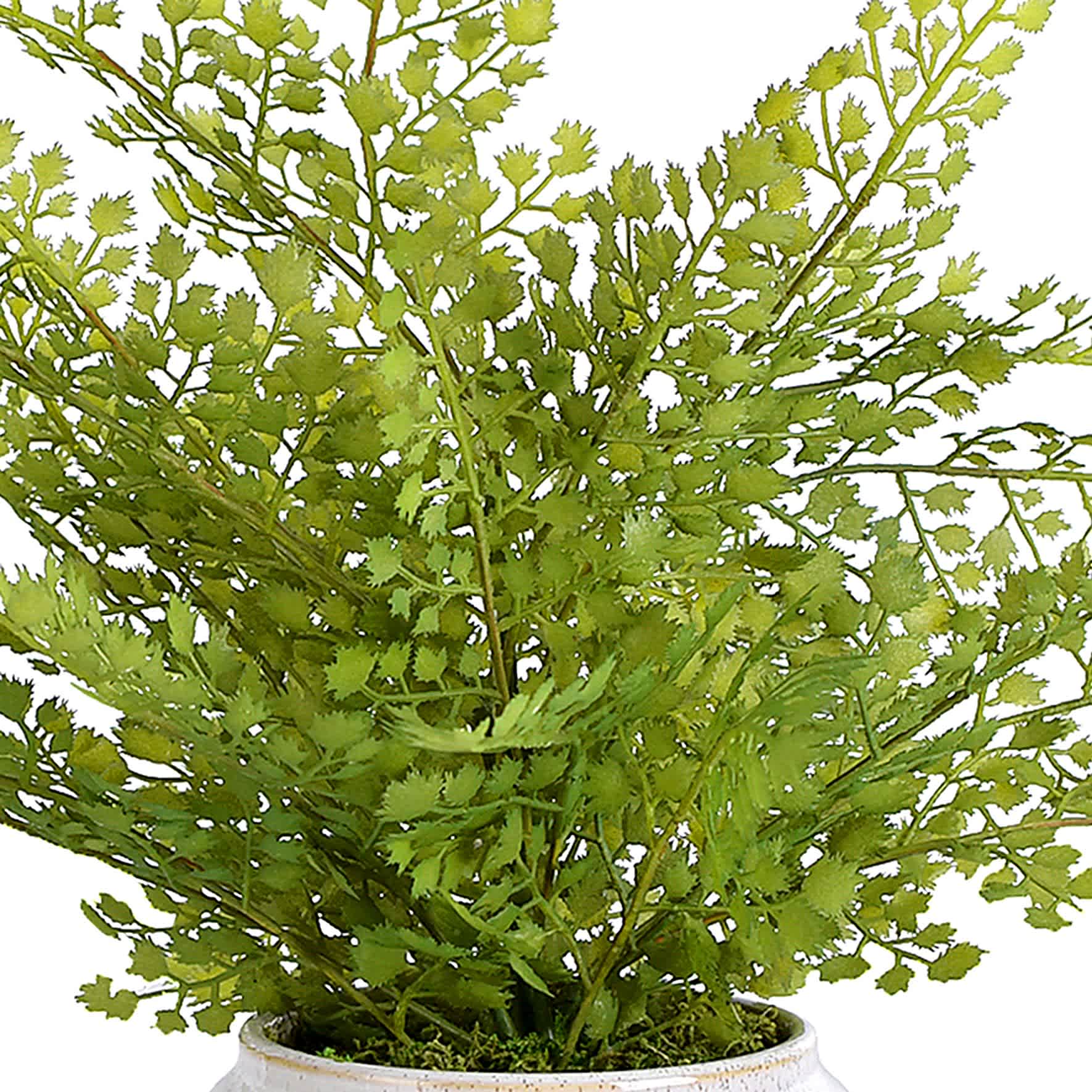 Fern Arrangement in Ceramic Pot, 15"