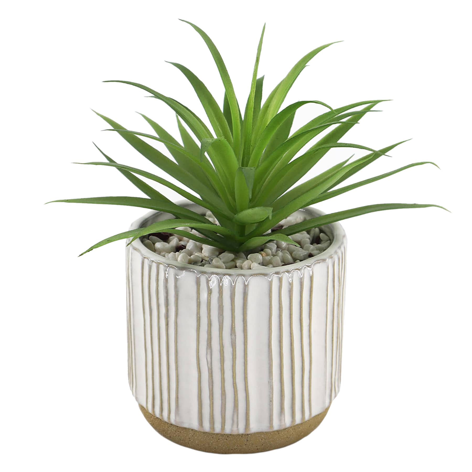 Succulent with White Ceramic Planter, 7.5"