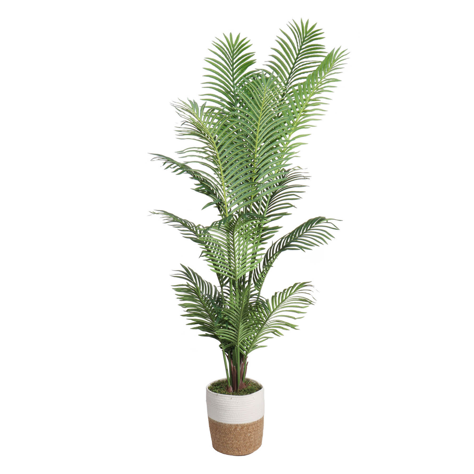 Areca Palm in Deco Basket, 6.5'