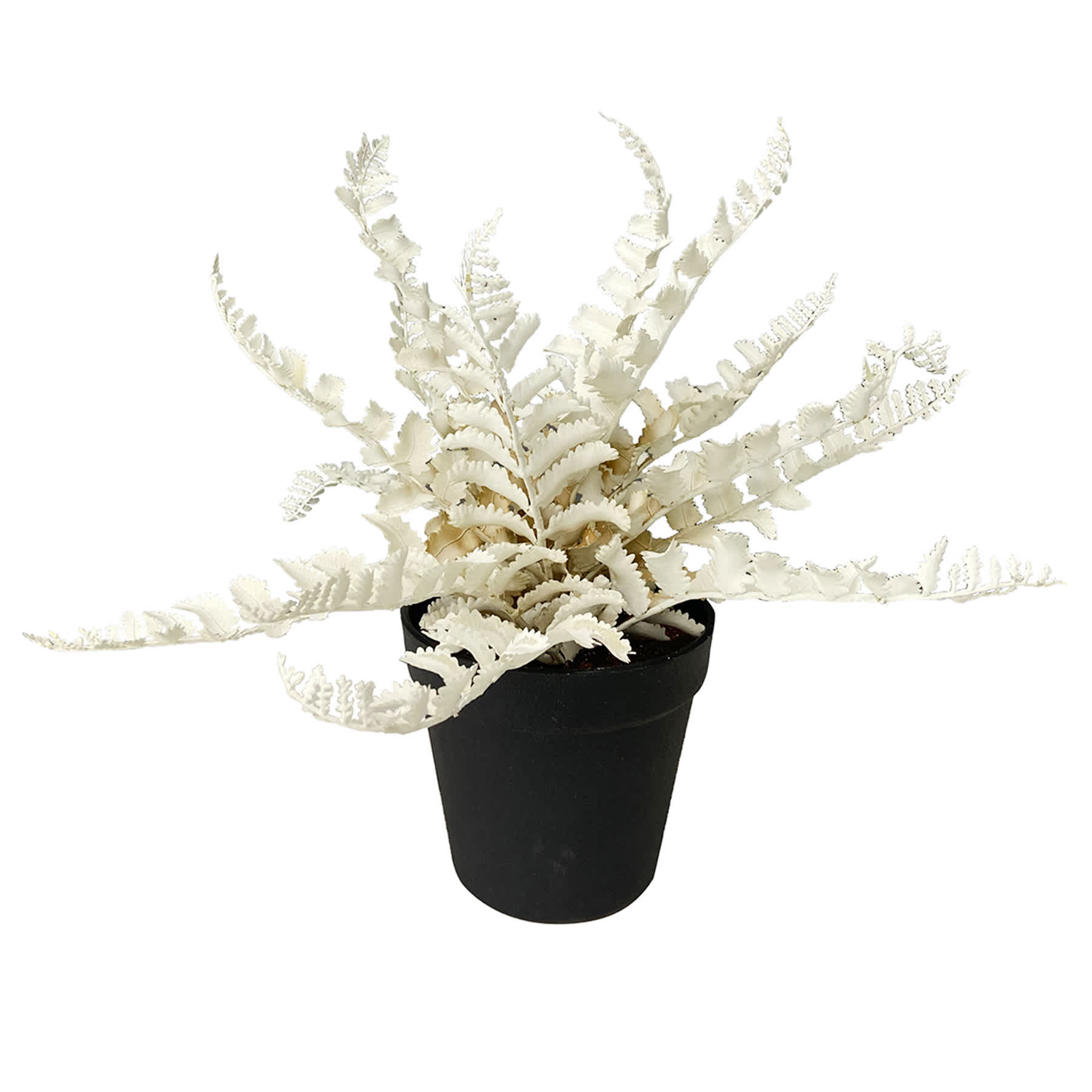 Crosby St. White Fern in Black Pot, 13"