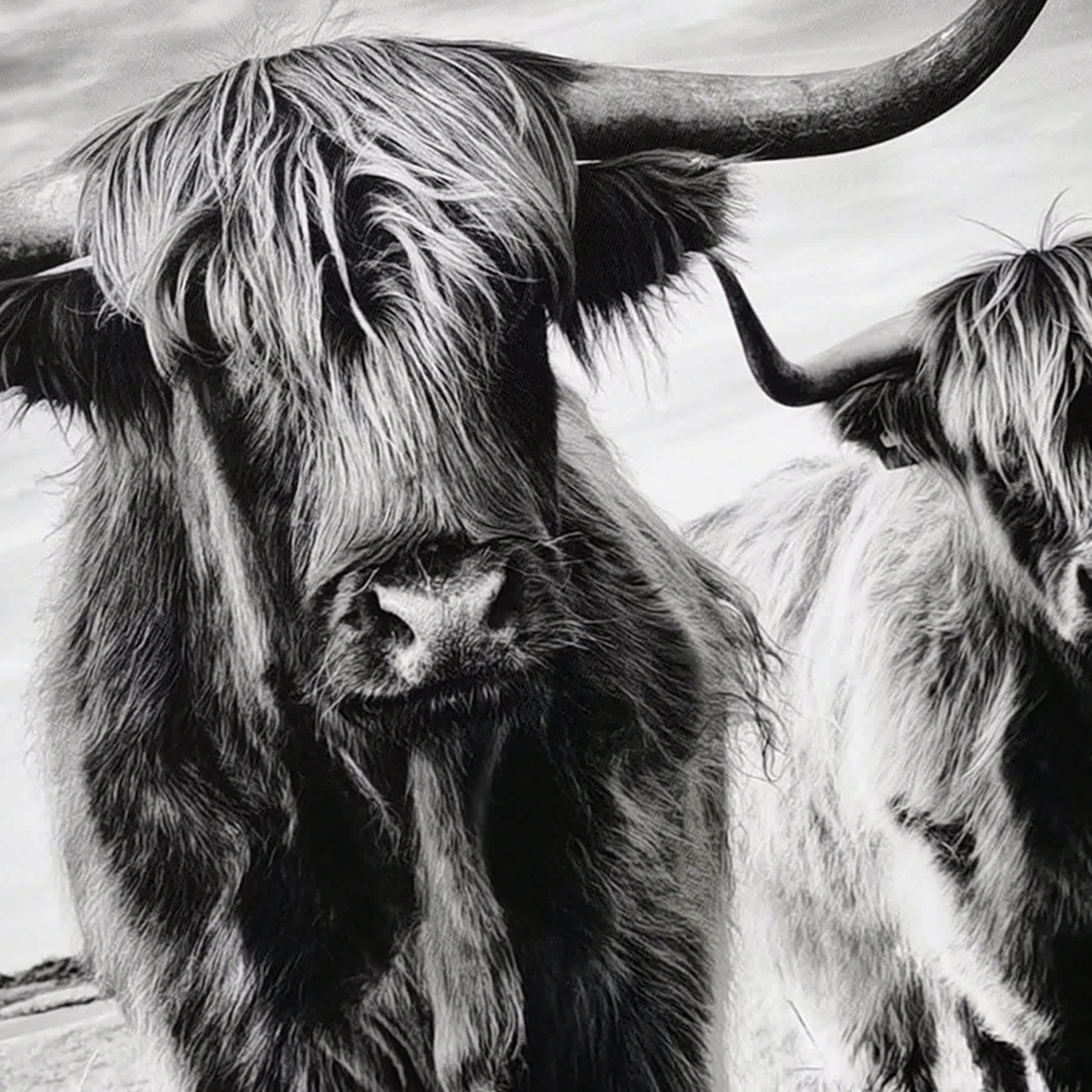 Highland Cows Canvas Wall Art, 24"