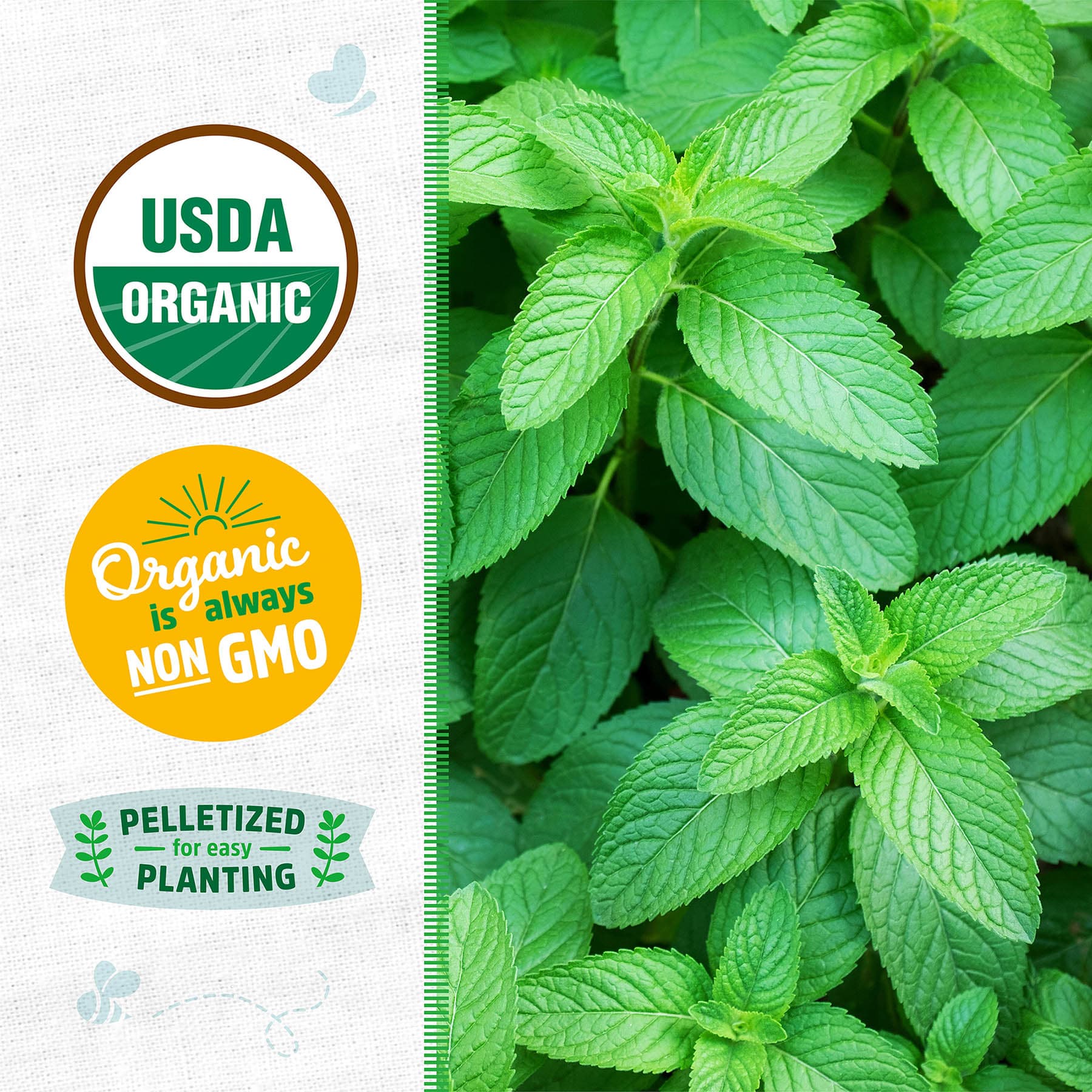 Back to Roots Heirloom Seeds, Spearmint