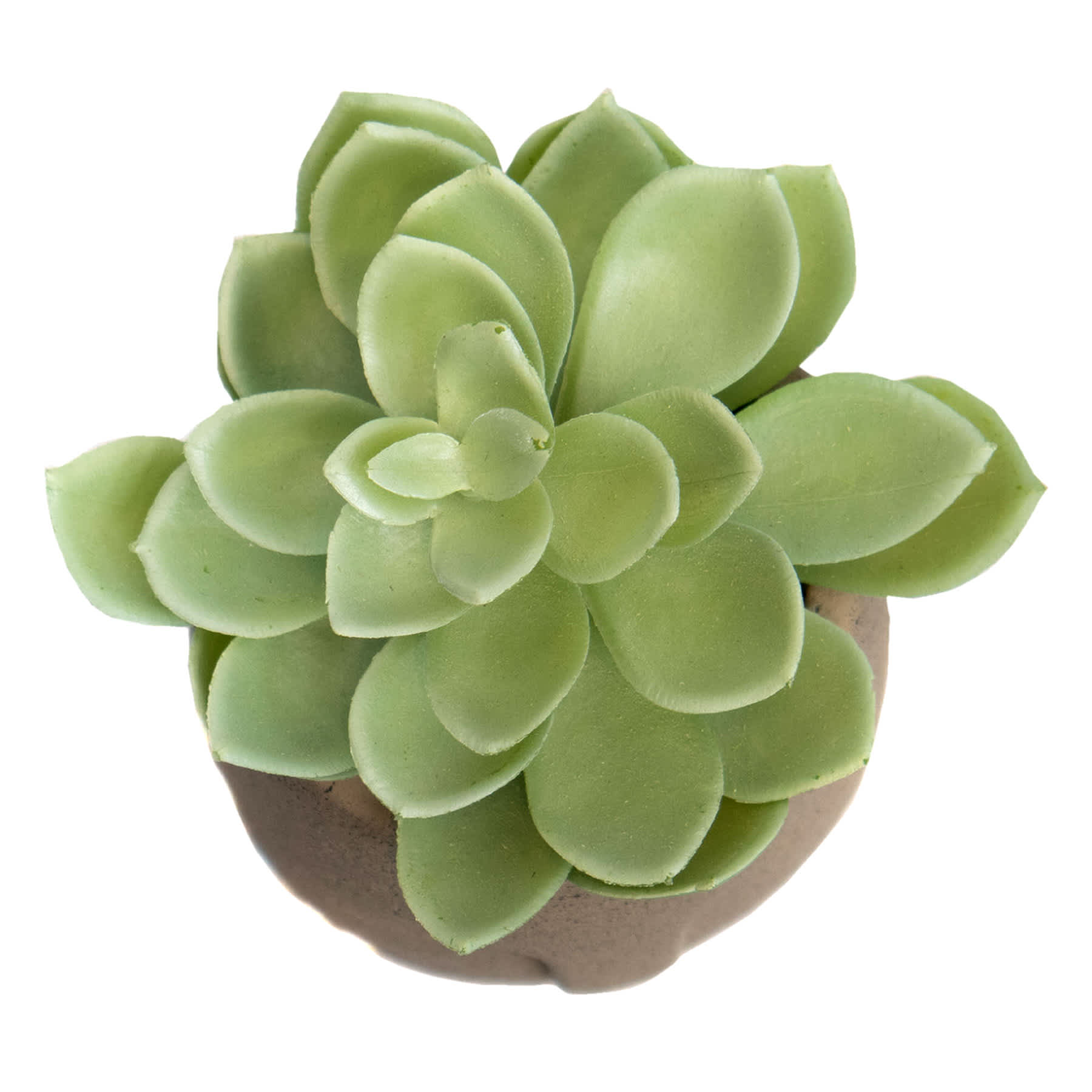 Echeveria in Cement Pot, 5.5"