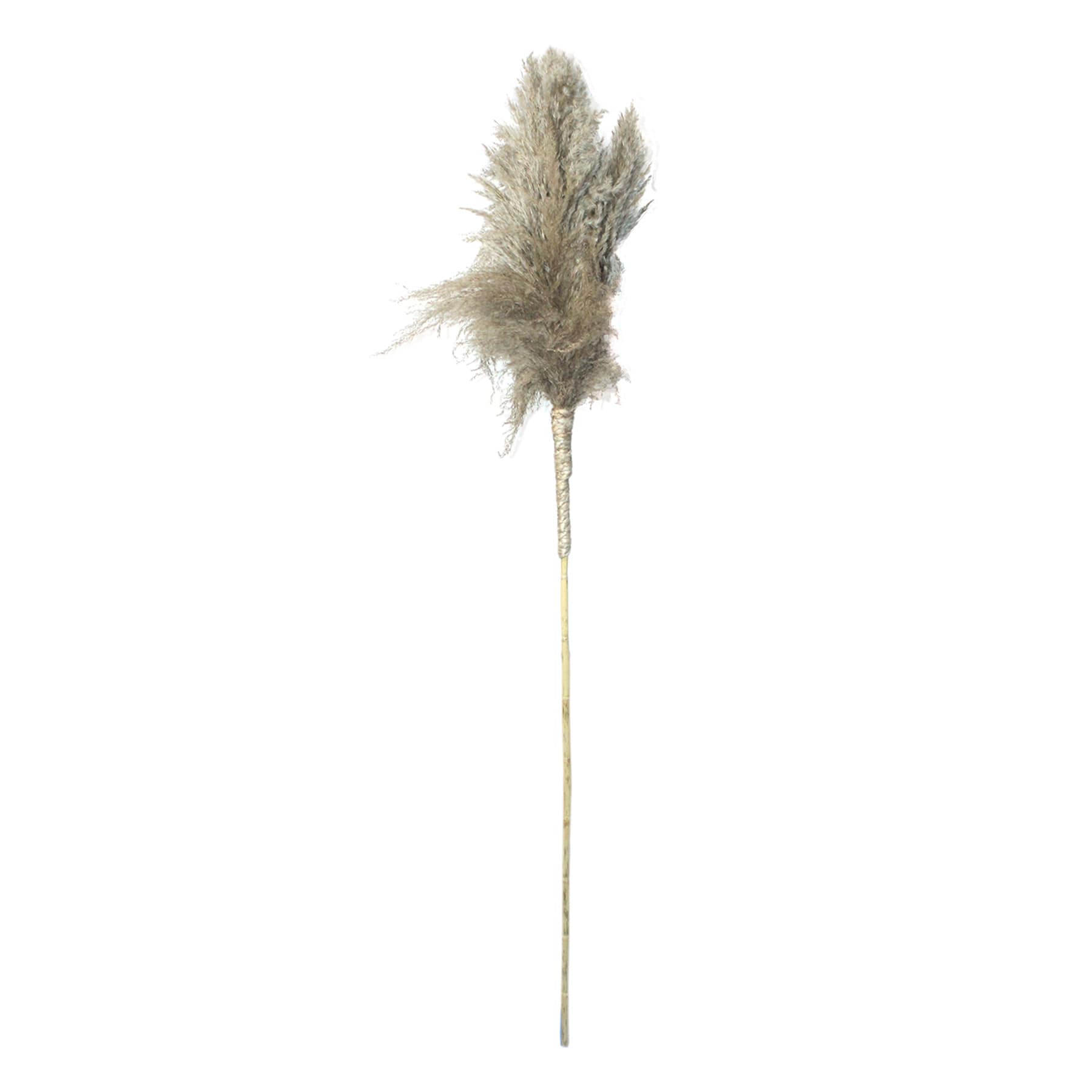 Natural Pampas Grass Stem, 70"