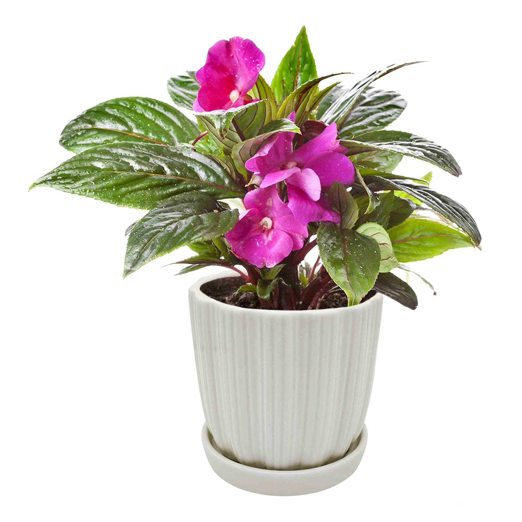 Honeybloom Indoor White Ceramic Planter, 5"