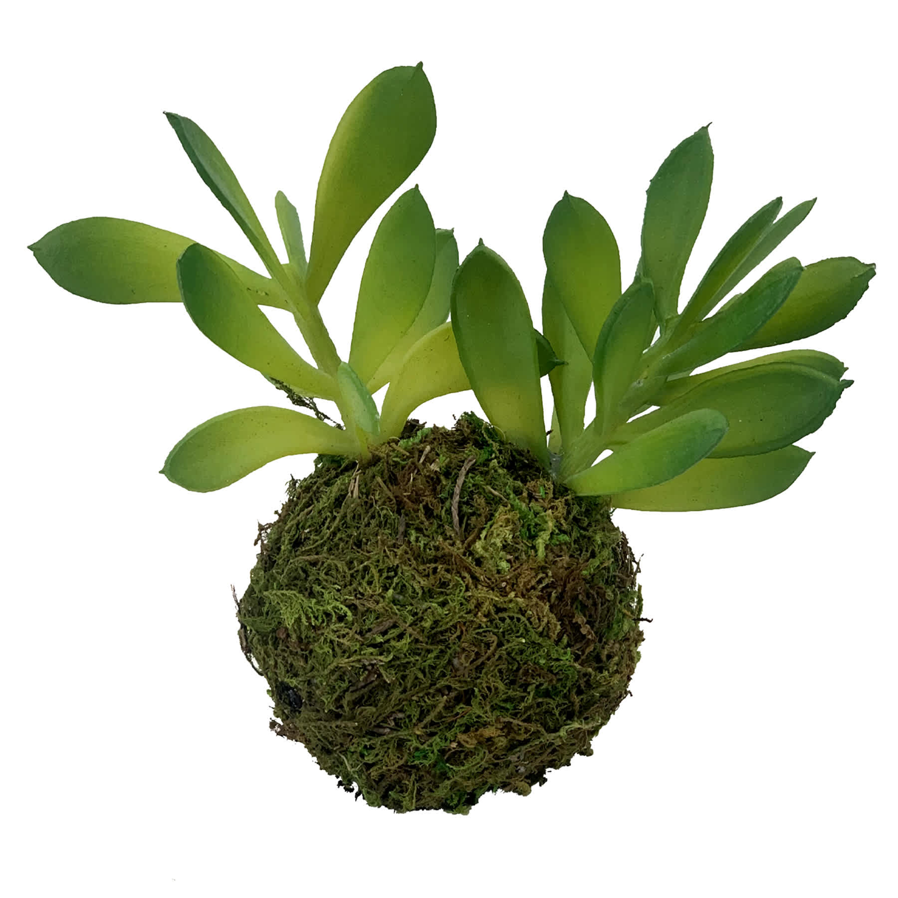 Succulents in Moss Ball, 5"