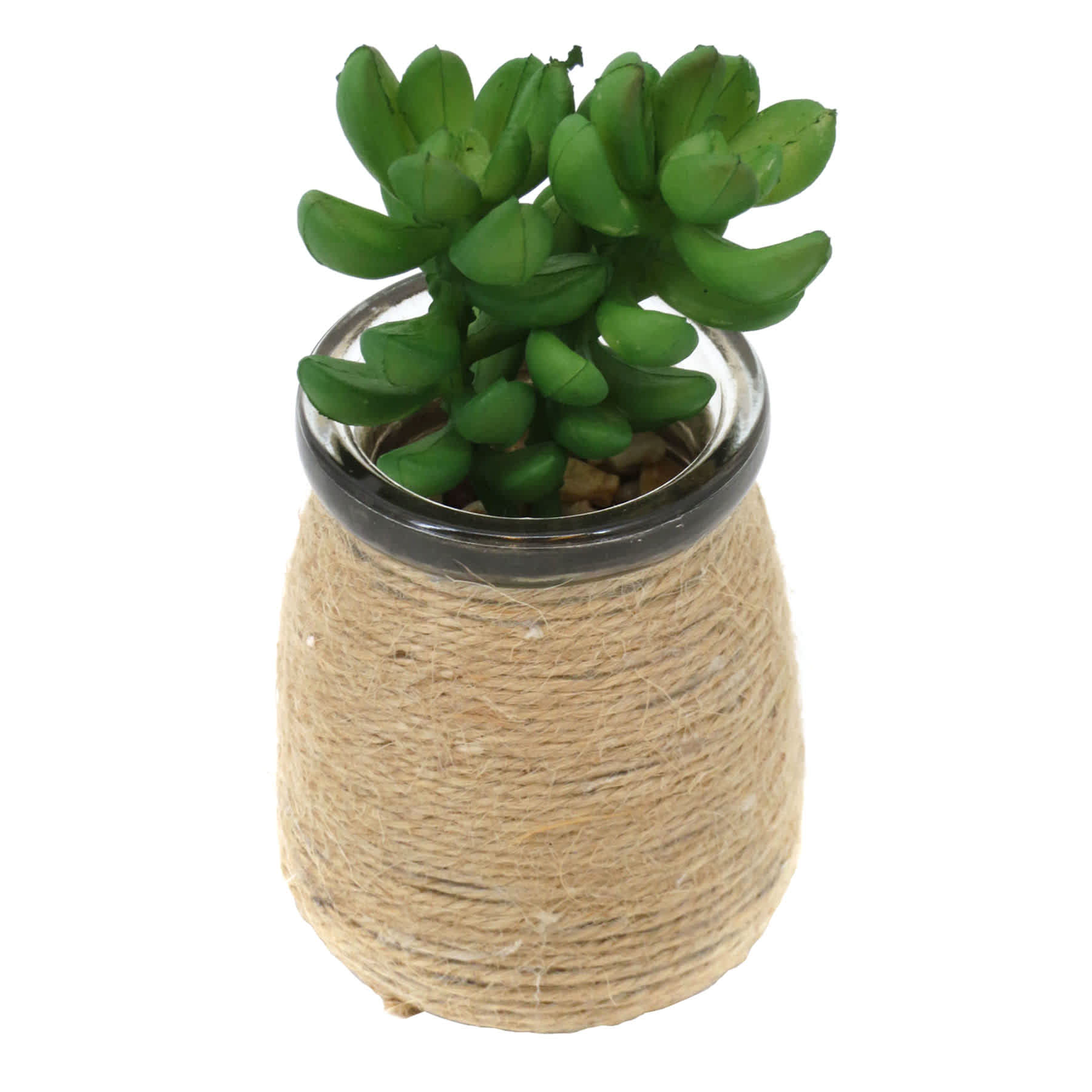 Donkey Tail in Glass Vases, 4.5"