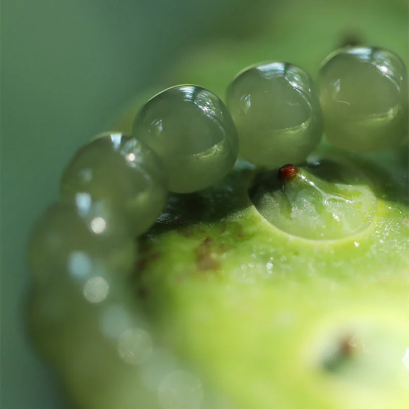 Buddha Stones Jade Lotus Abundance Adjustable Bracelet
