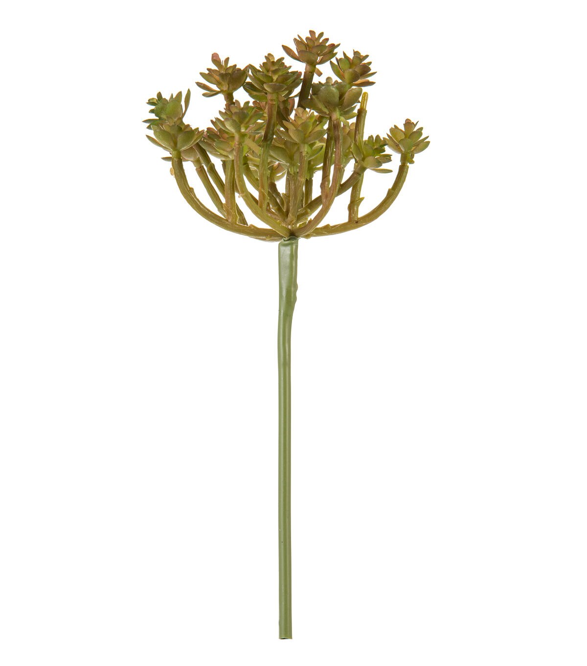 9 Rosularia Succulent Bud Pick by Bloom Room