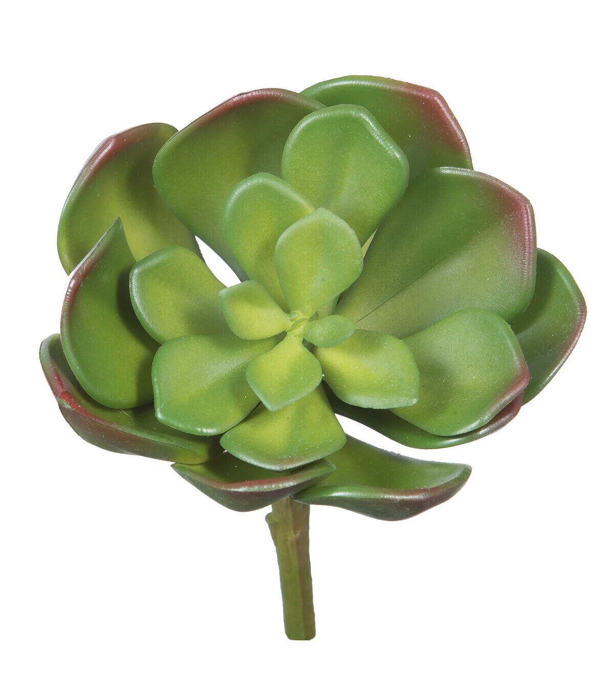 6 Green Echeveria Succulent Pick by Bloom Room