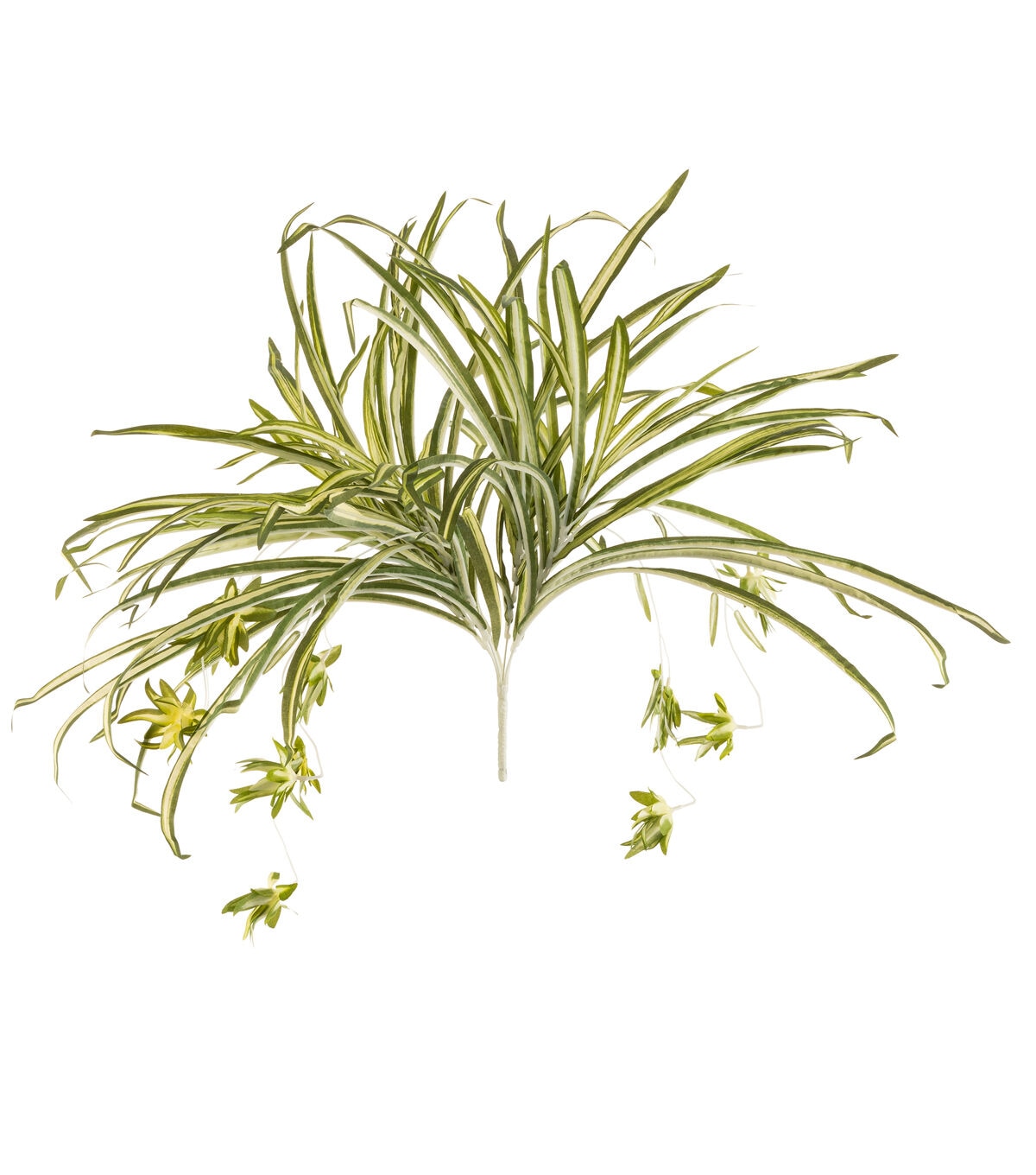 18 Spider Plant Bush by Bloom Room