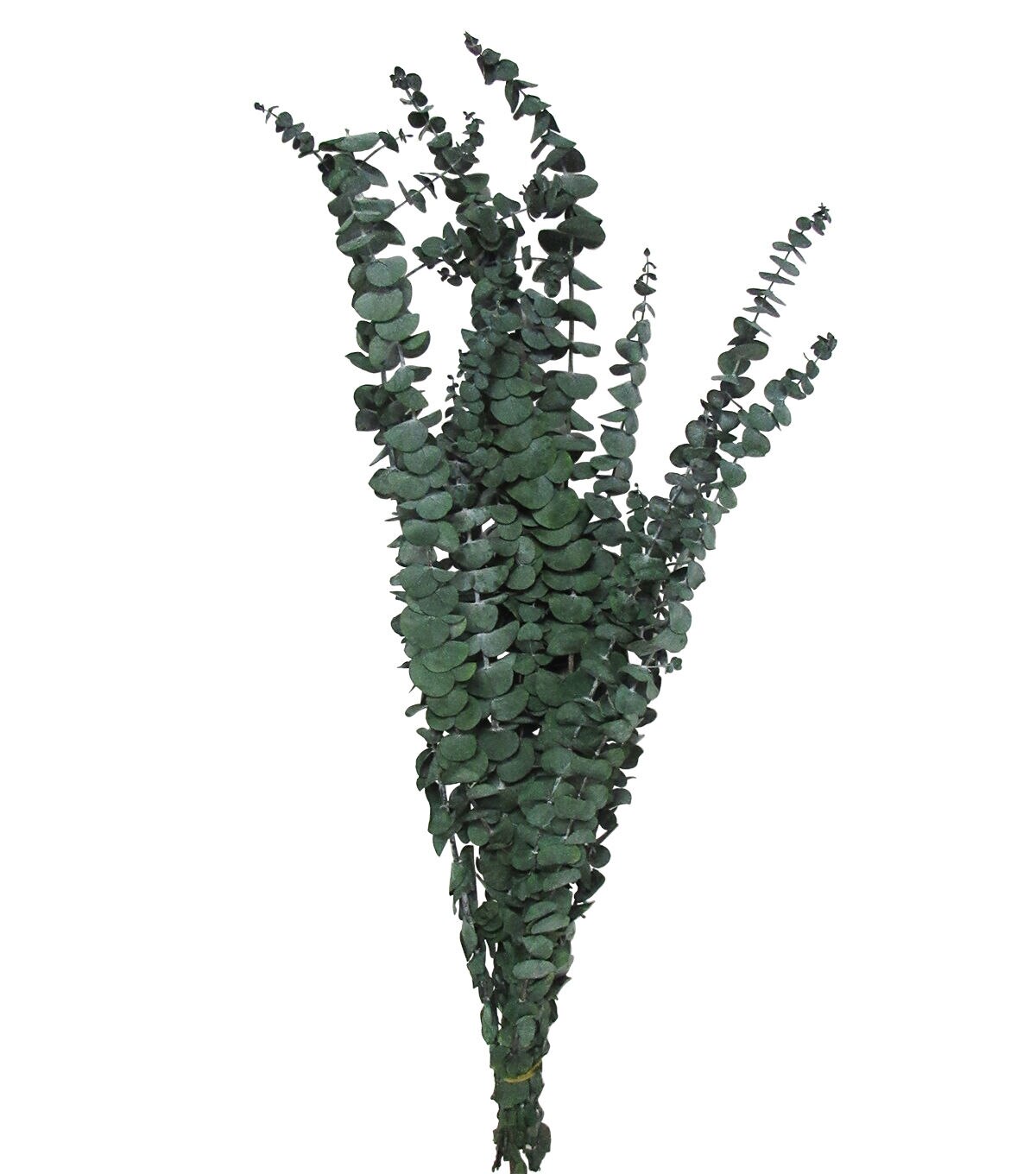 29 Dried Baby Eucalyptus Bouquet by Bloom Room