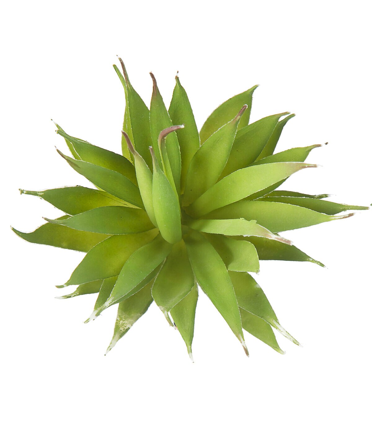 6 Green Aloe Vera Pick by Bloom Room