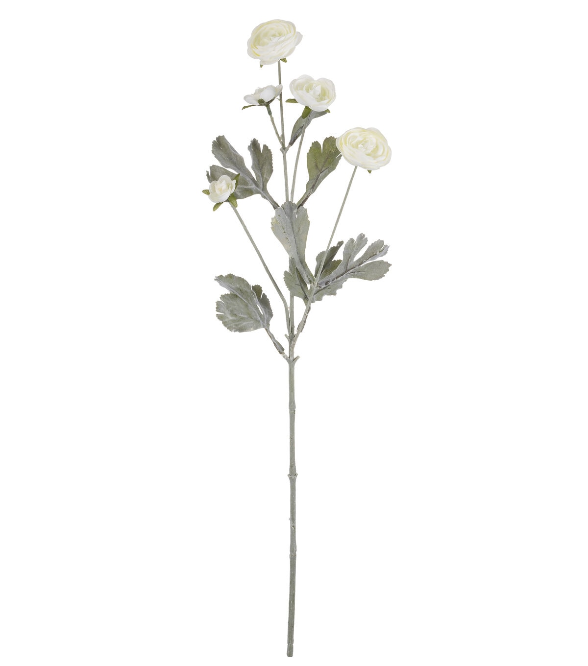 27 Cream Ranunculus Stem by Bloom Room