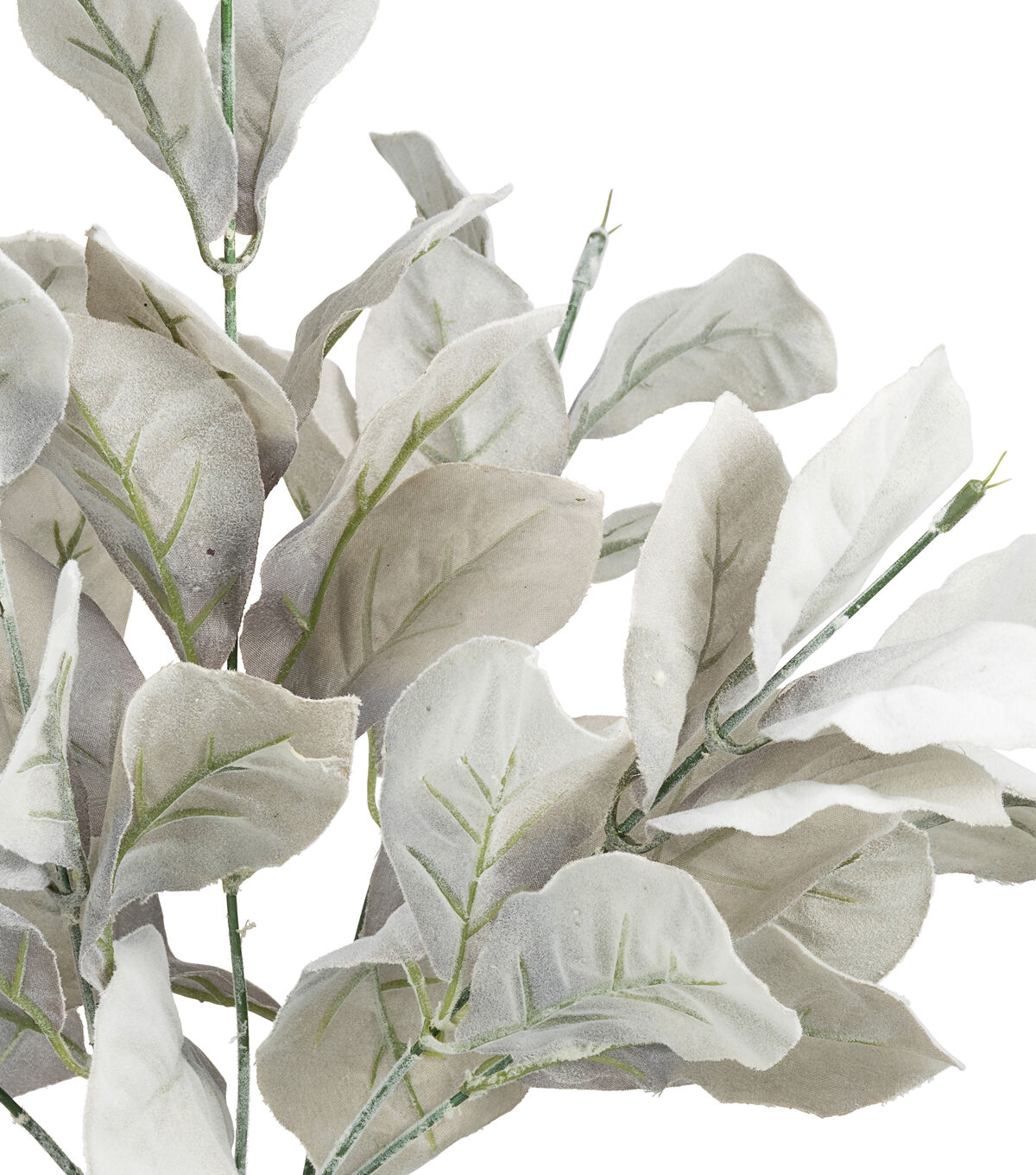 17 Gray Lamb's Ear Leaf Bush by Bloom Room