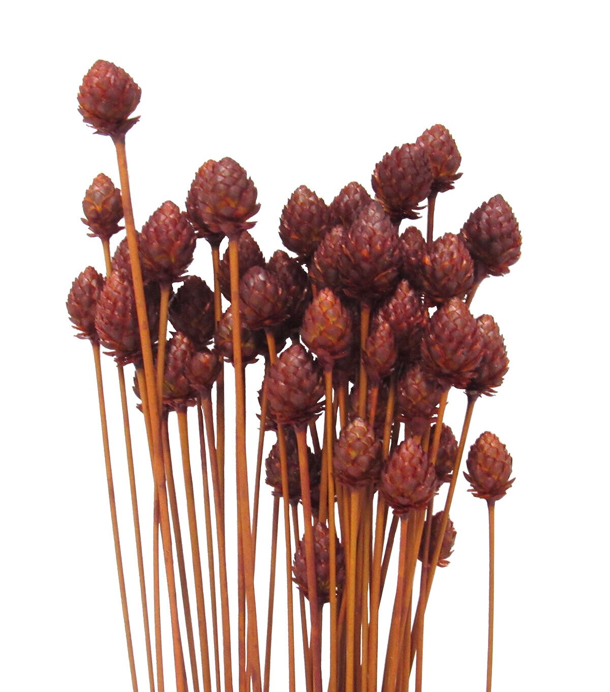 24 Pimentinha Chilli Dried Bouquet by Bloom Room