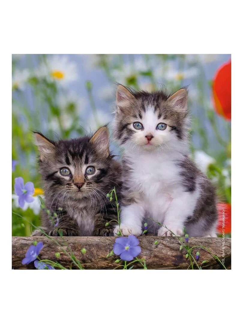 Puzzle 3 x 49 pièces : chatons tigrés   N/A