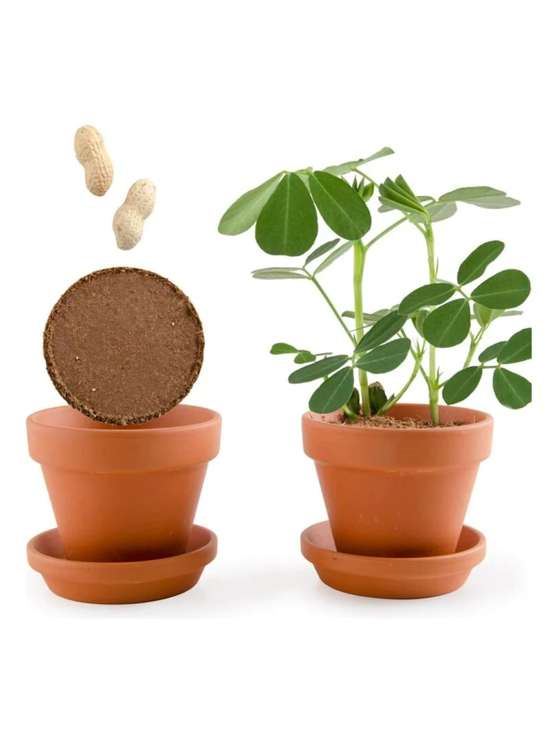 Kit de jardinage : Graines de Cacahuètes avec pot 8 cm   N/A