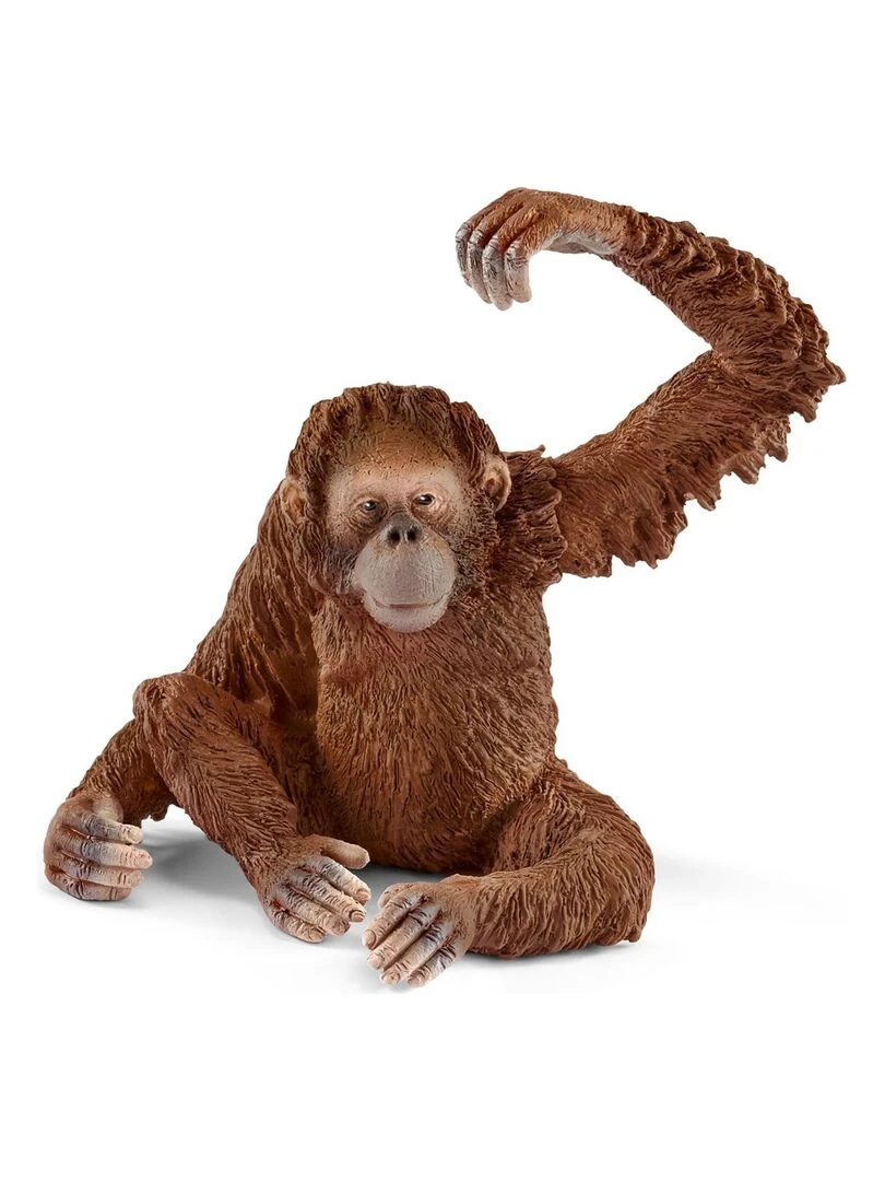 14775 Orang Outan Femelle   N/A