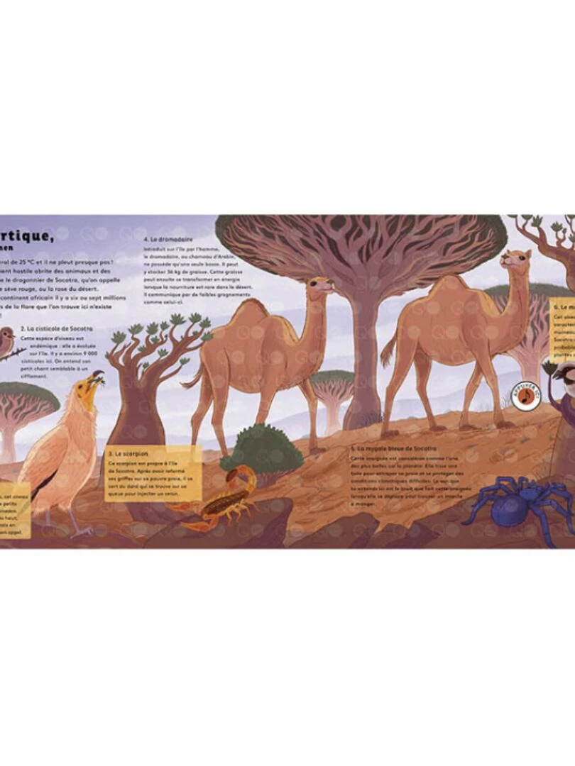 Livre sonore Le monde des forêts (collection Les sons de la nature) N/A