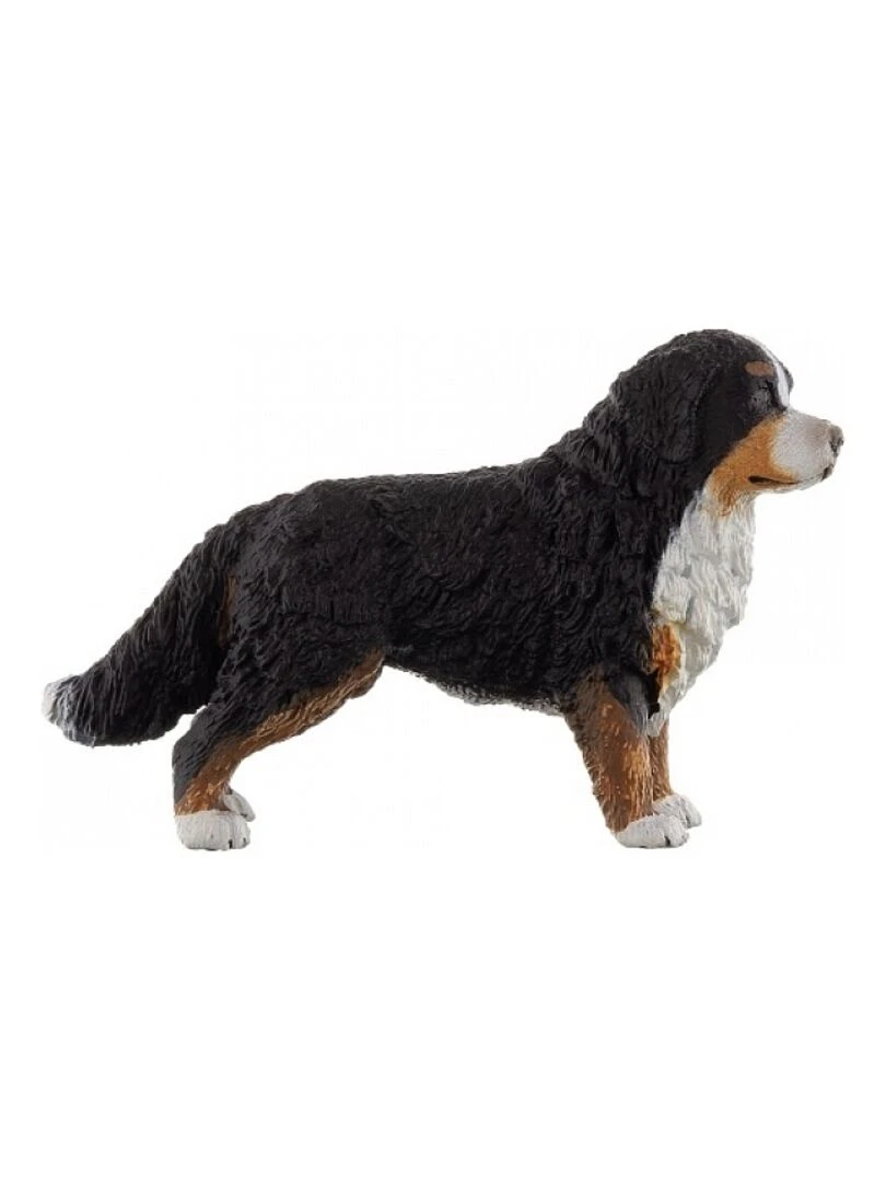 16397 Bouvier Bernois Femelle   N/A