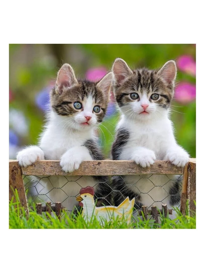 Puzzle 3 x 49 pièces : chatons tigrés   N/A