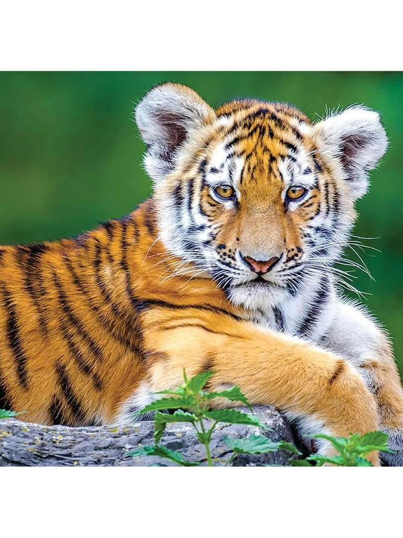 Puzzle 150 pièces : Bébé Tigre N/A