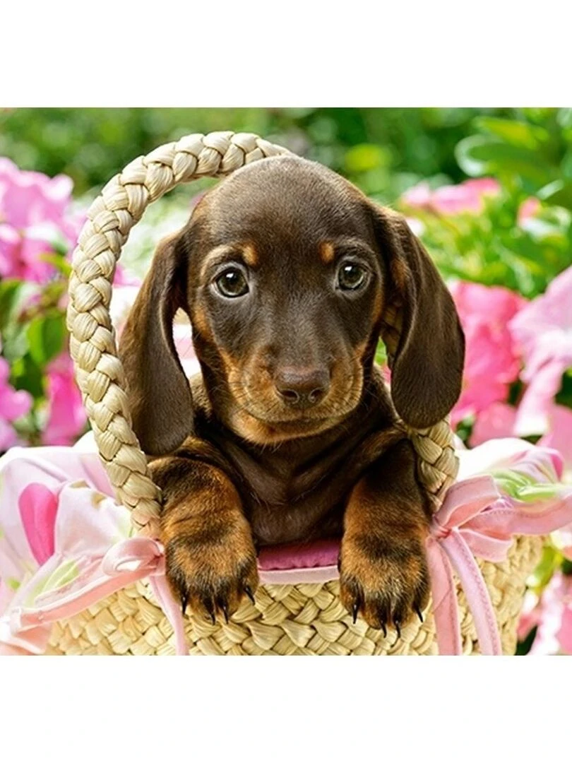 Puzzle 260 pièces : Mignon Teckel N/A
