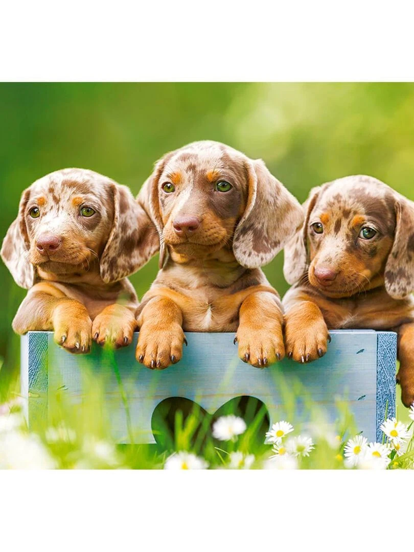 Puzzle 100 pièces : Mignons teckels N/A