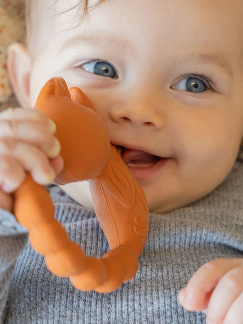 Anneau de dentition Renard   N/A