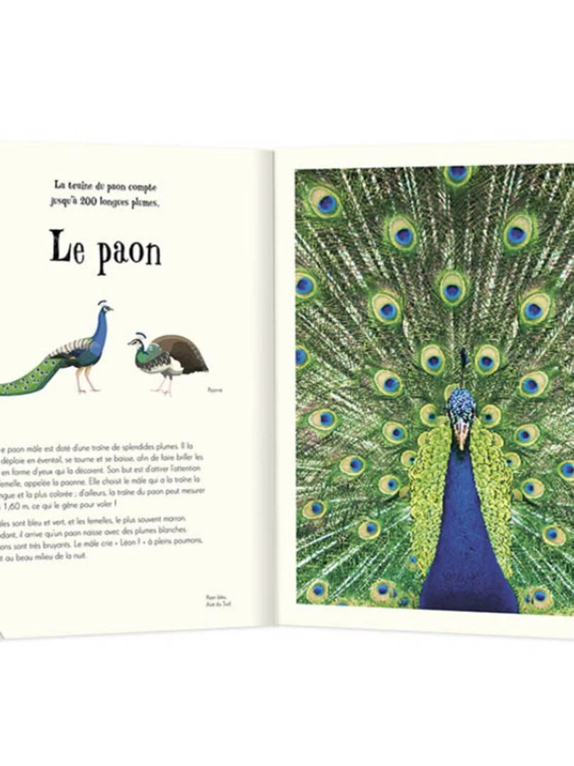 Livre L'anthologie illustrée des animaux fascinants N/A