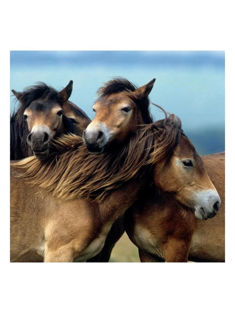 Puzzles 3x49 p Adorables poneys   N/A