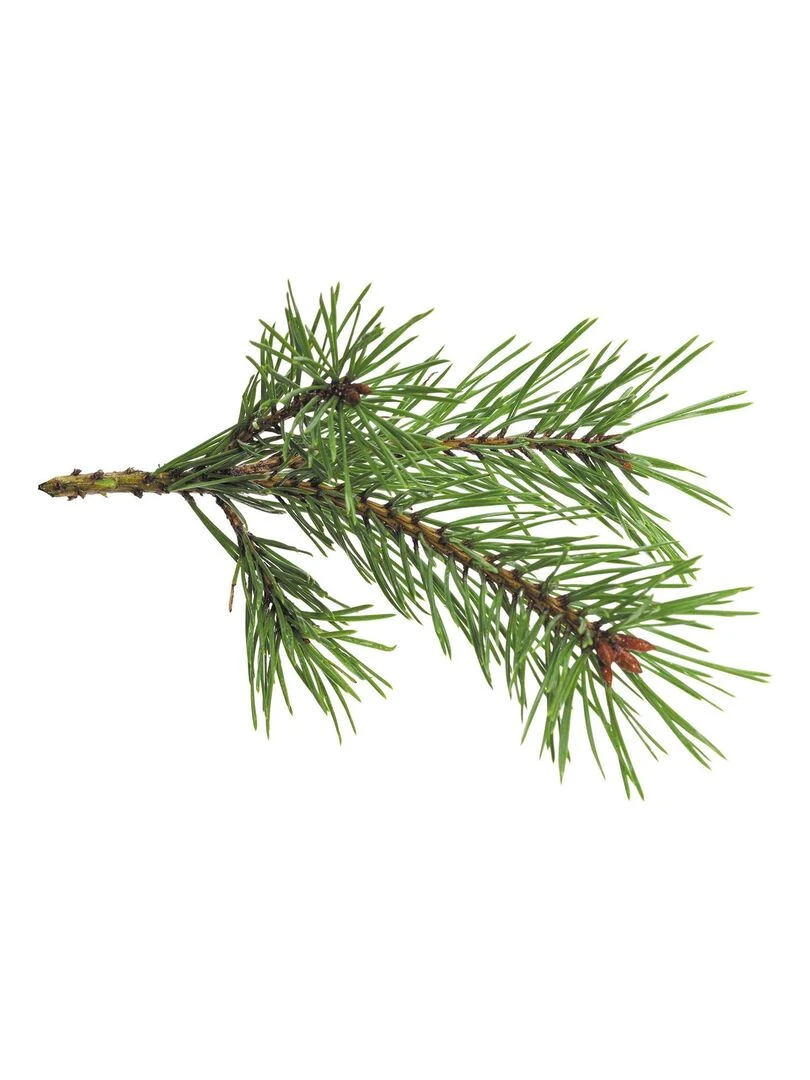 Parfum pour bougie 27 ml senteur forêt N/A