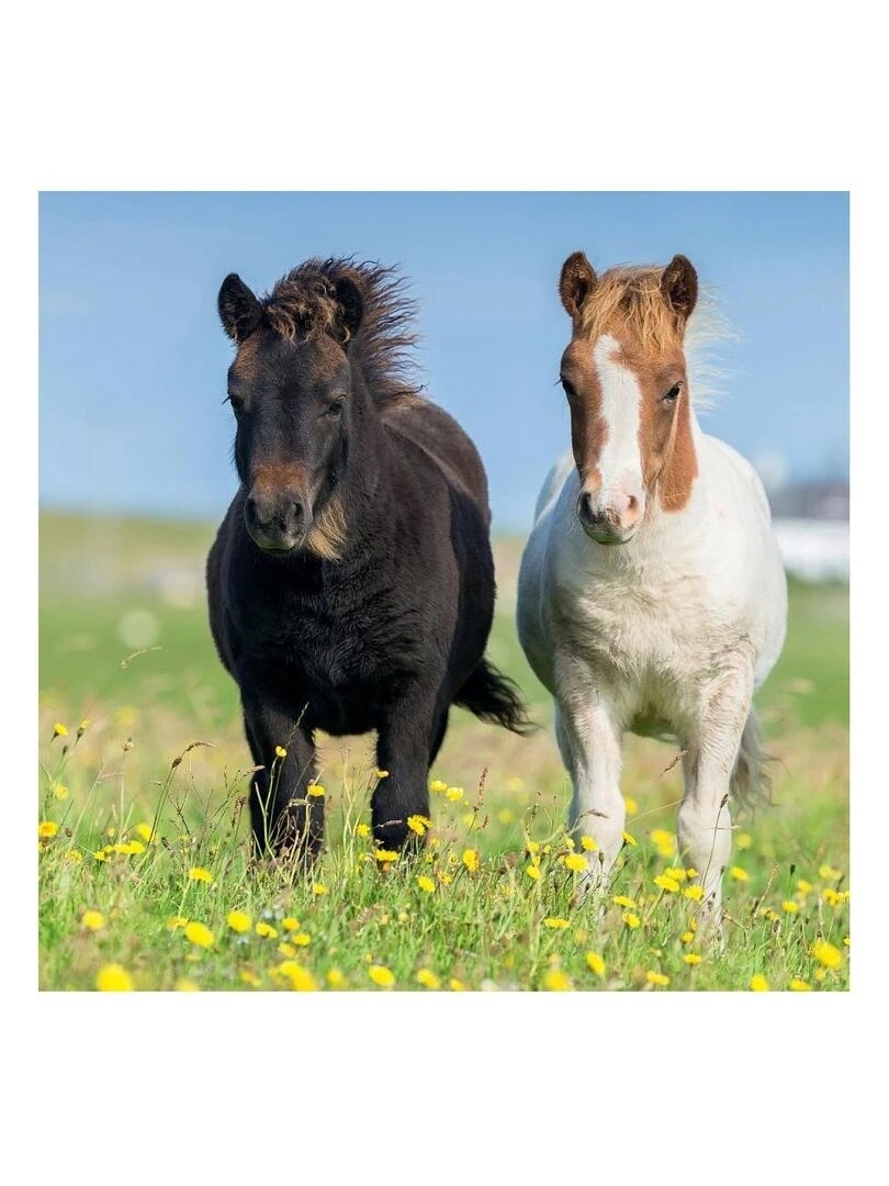 Puzzles 3x49 p Adorables poneys N/A