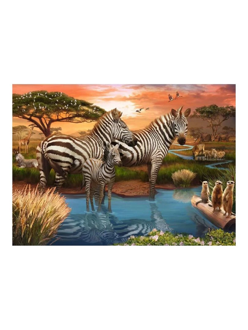 500 pcs zebres au plan d'eau N/A
