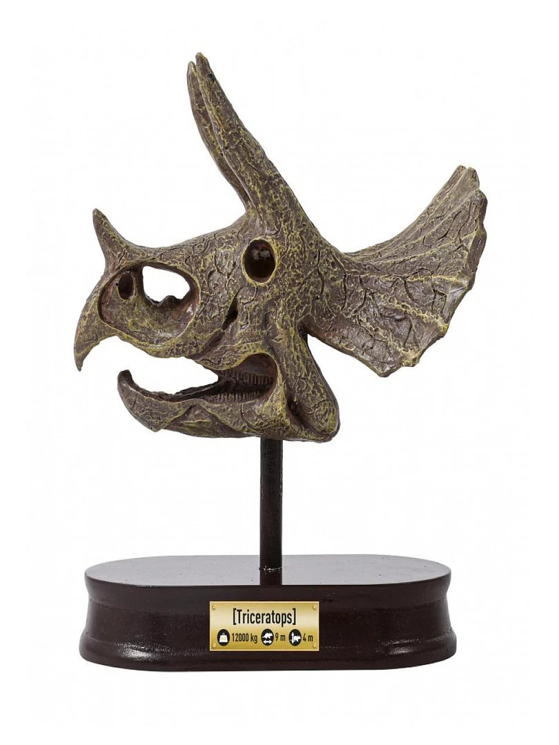 Museum Dino Skull   Tricératops   N/A