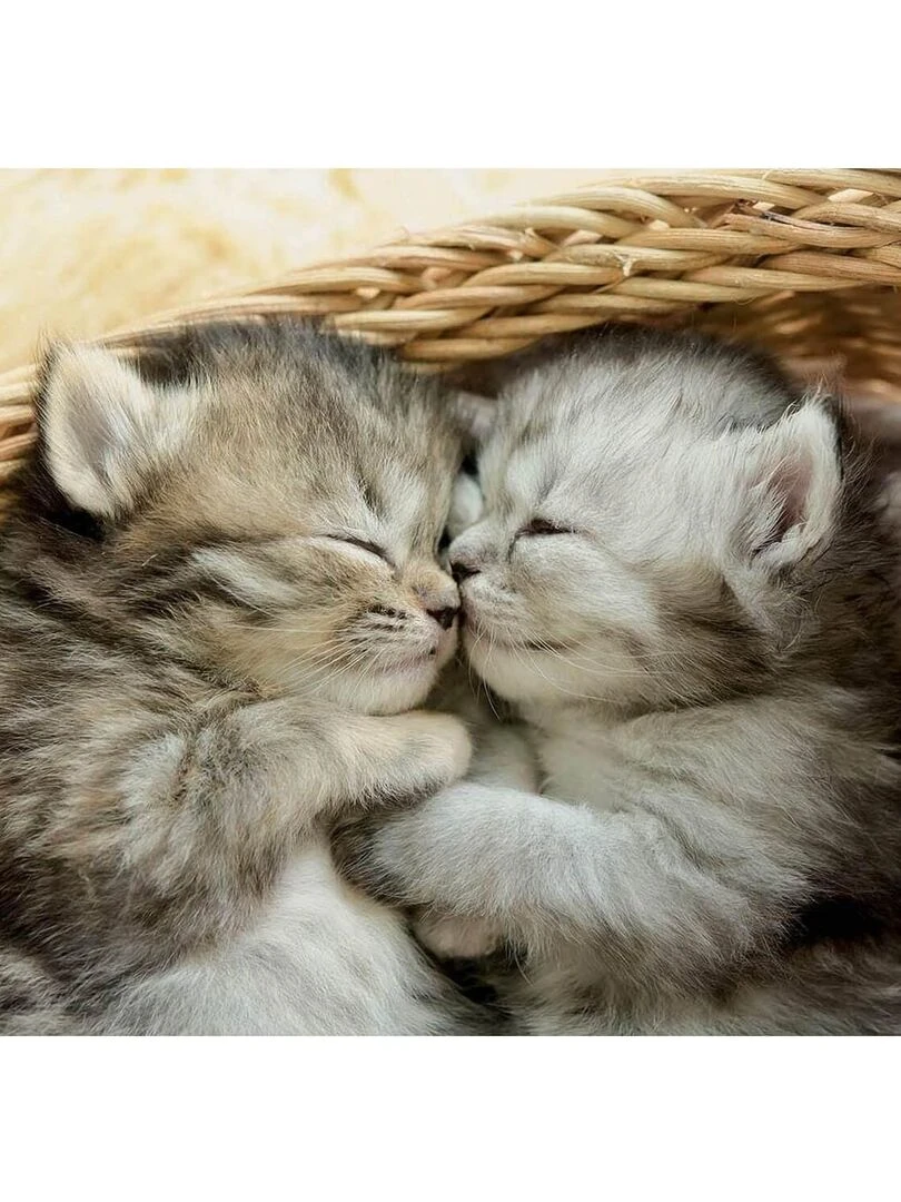 Puzzle 500 pièces : Doux Chatons N/A