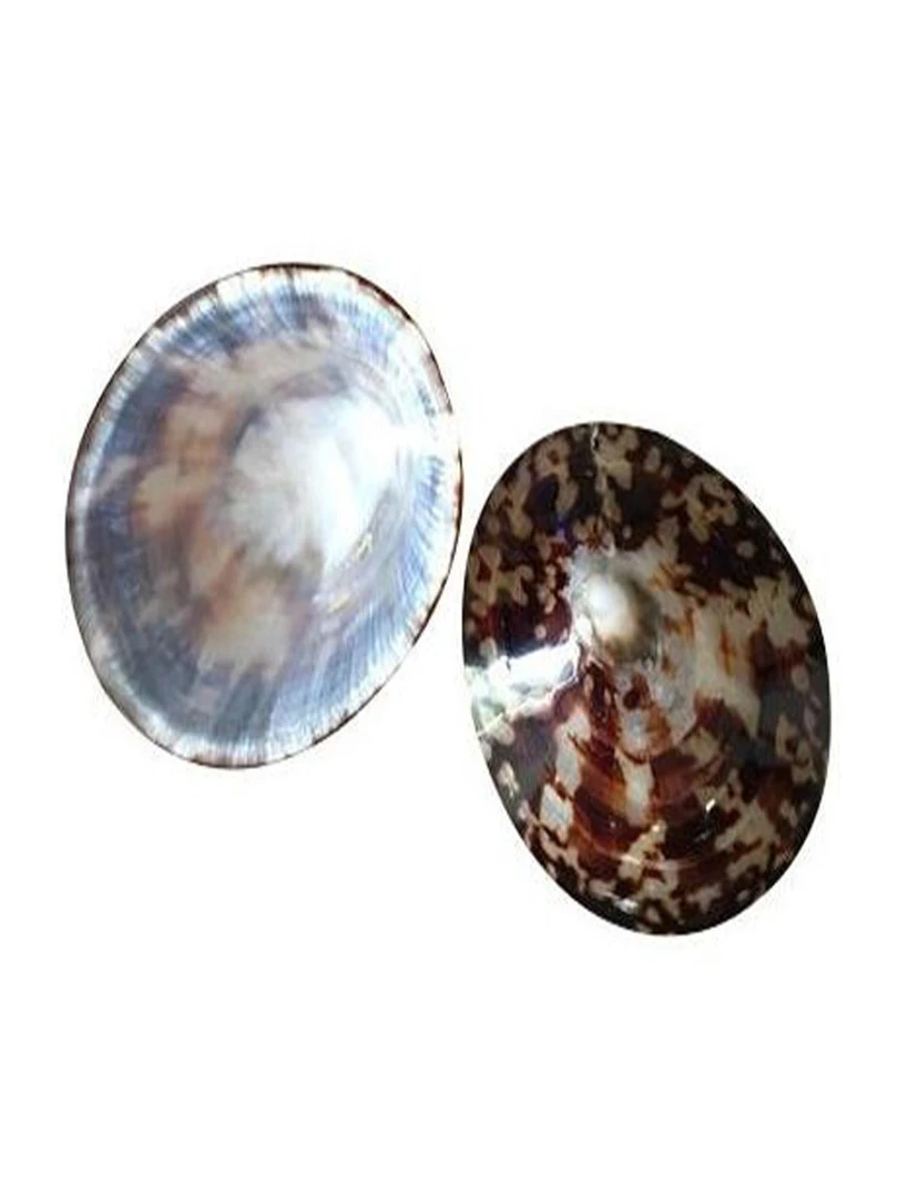 Lot De 2 Coquillages D'allaitement Mammaire Marron